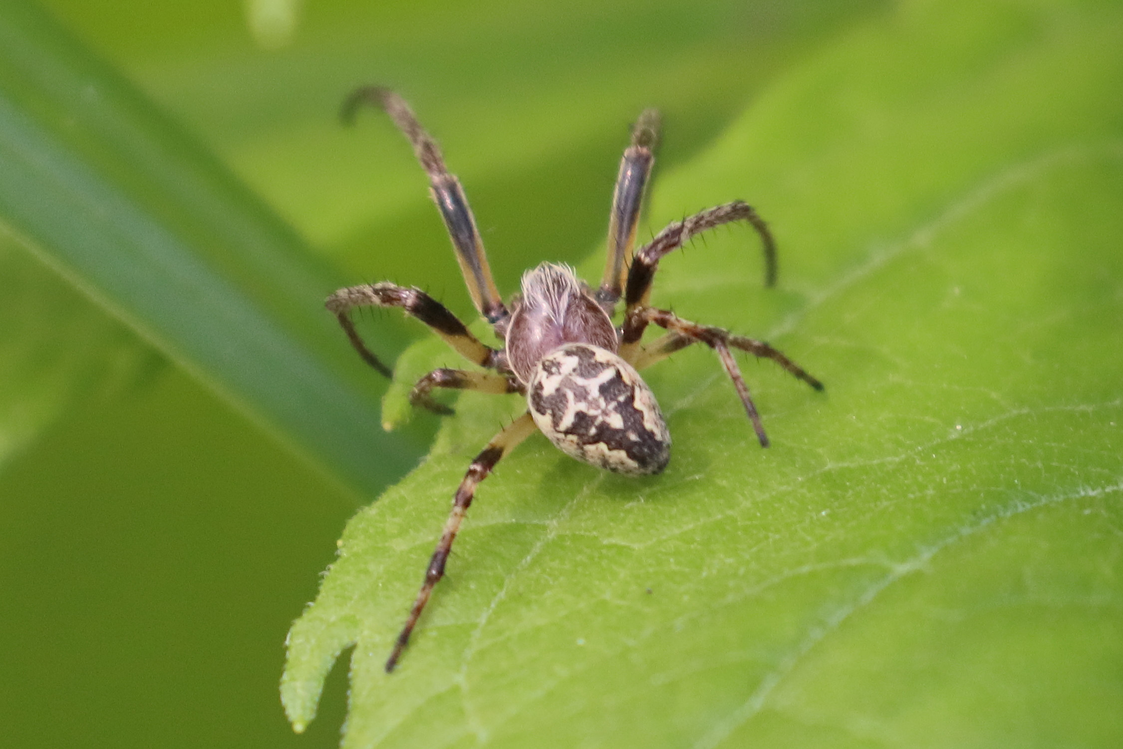 Afficher le média larinioides_cornutus9bd larinioides_cornutus9bd