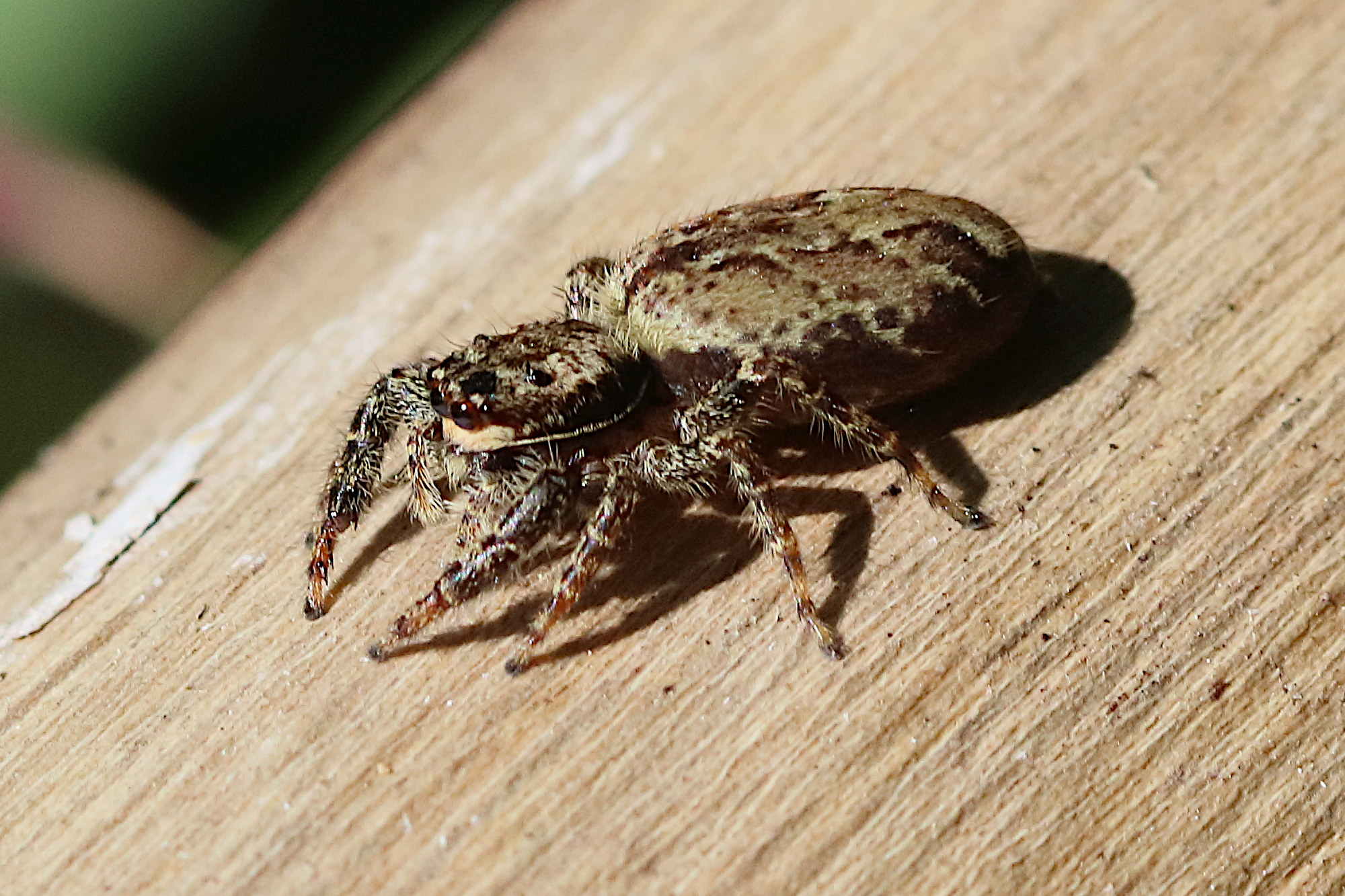 Afficher le média marpissa_muscosa2bd.JPG marpissa_muscosa2bd.JPG