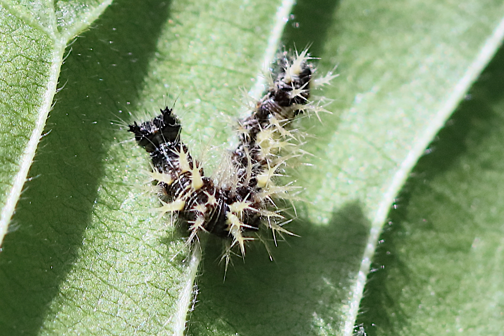 polygonia_c-album_ch1bd