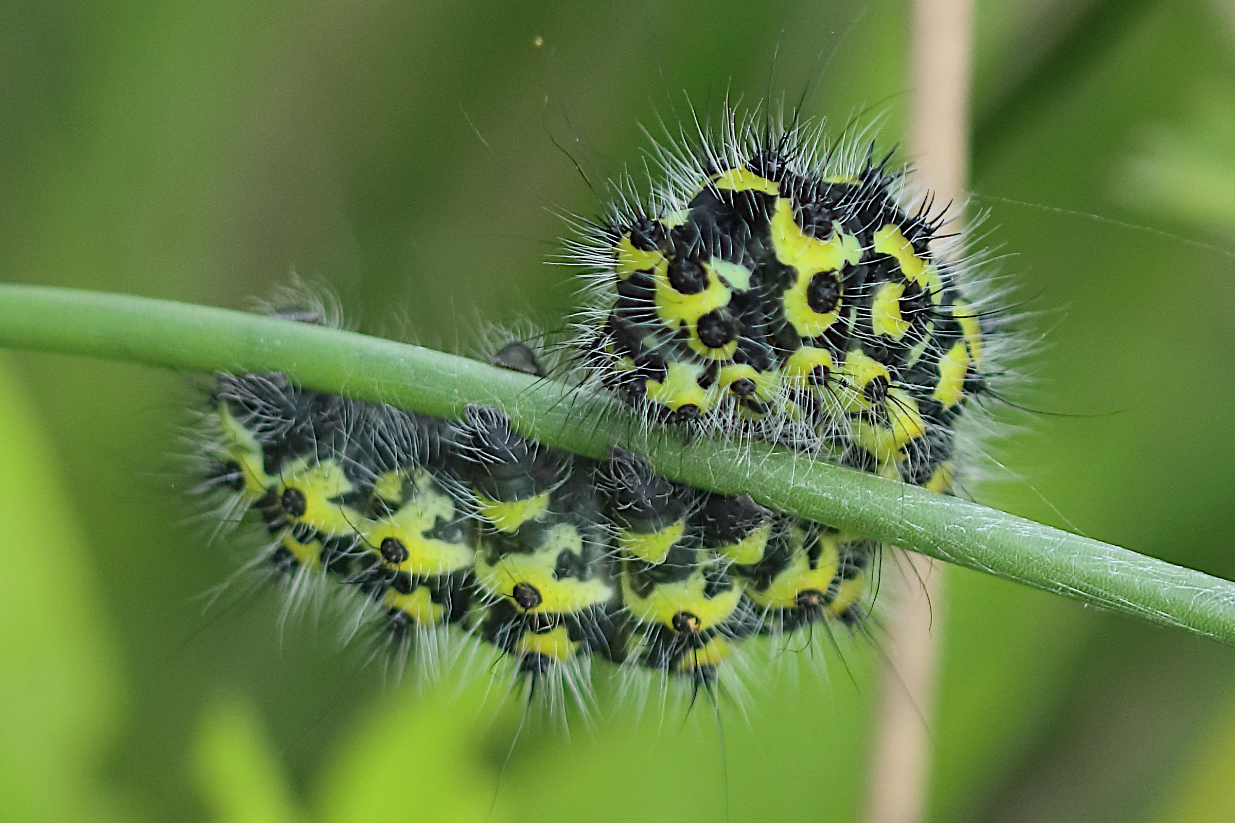 saturnia_pavonia_ch12bd