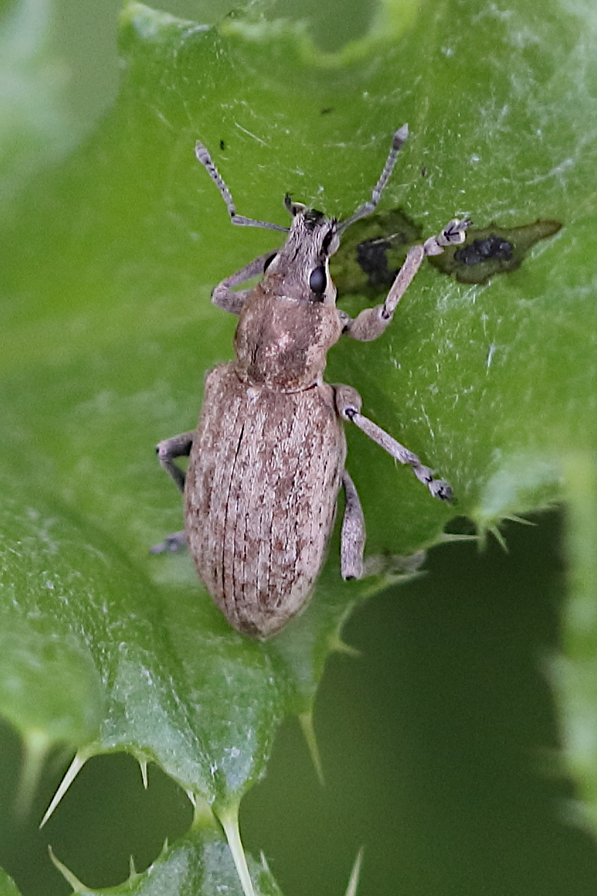 tanymecus_palliatus3bd