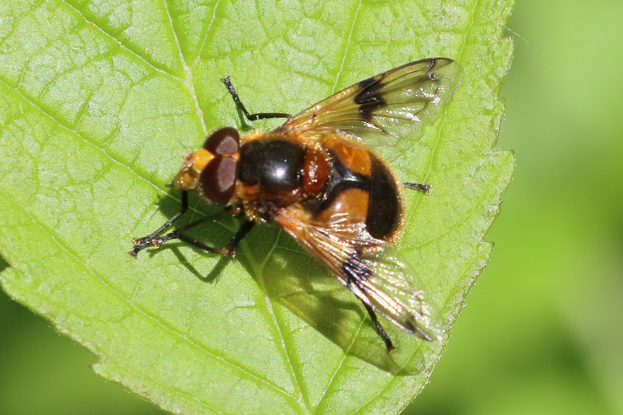 volucella_inflata1bd