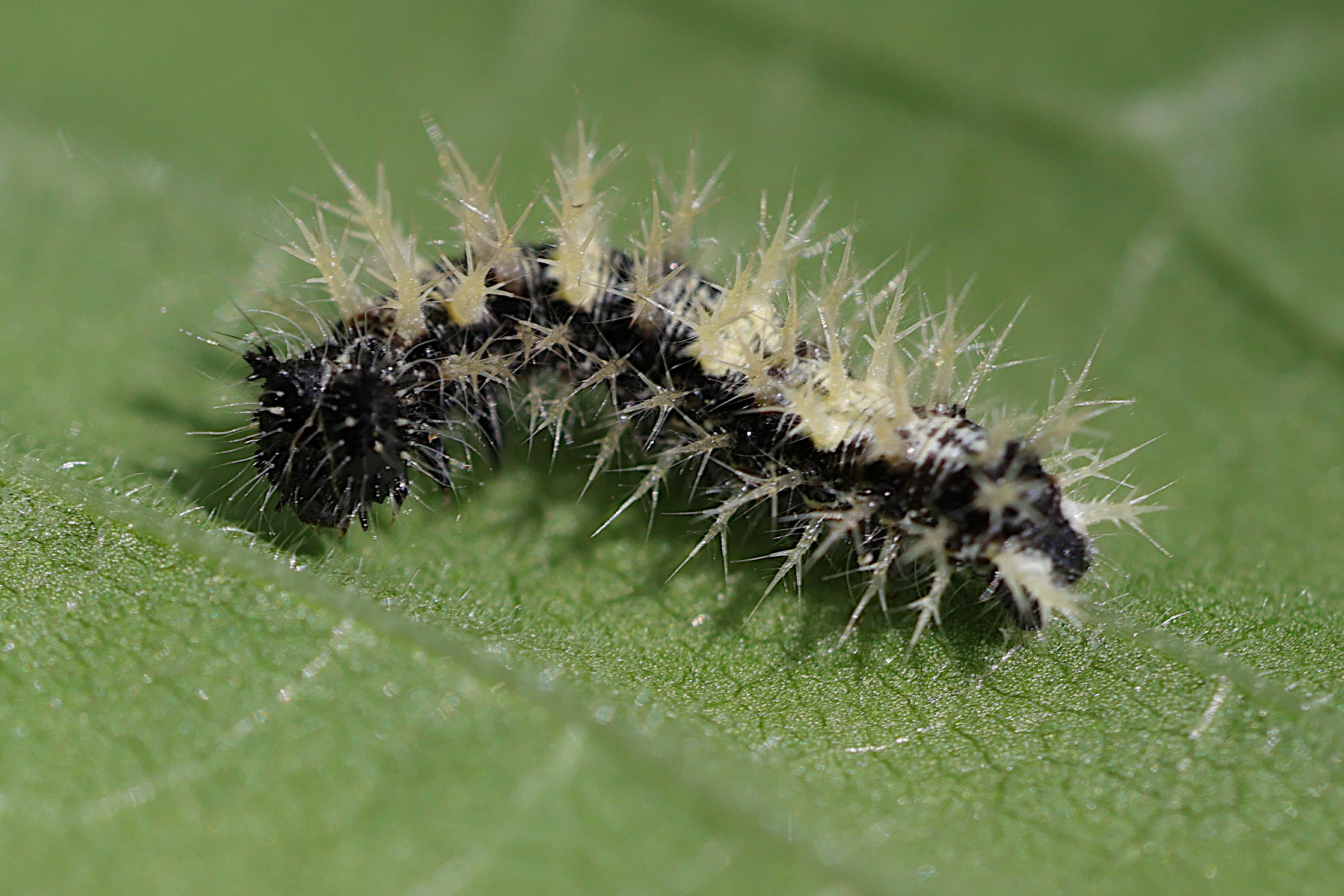 polygonia_c-album_ch2md