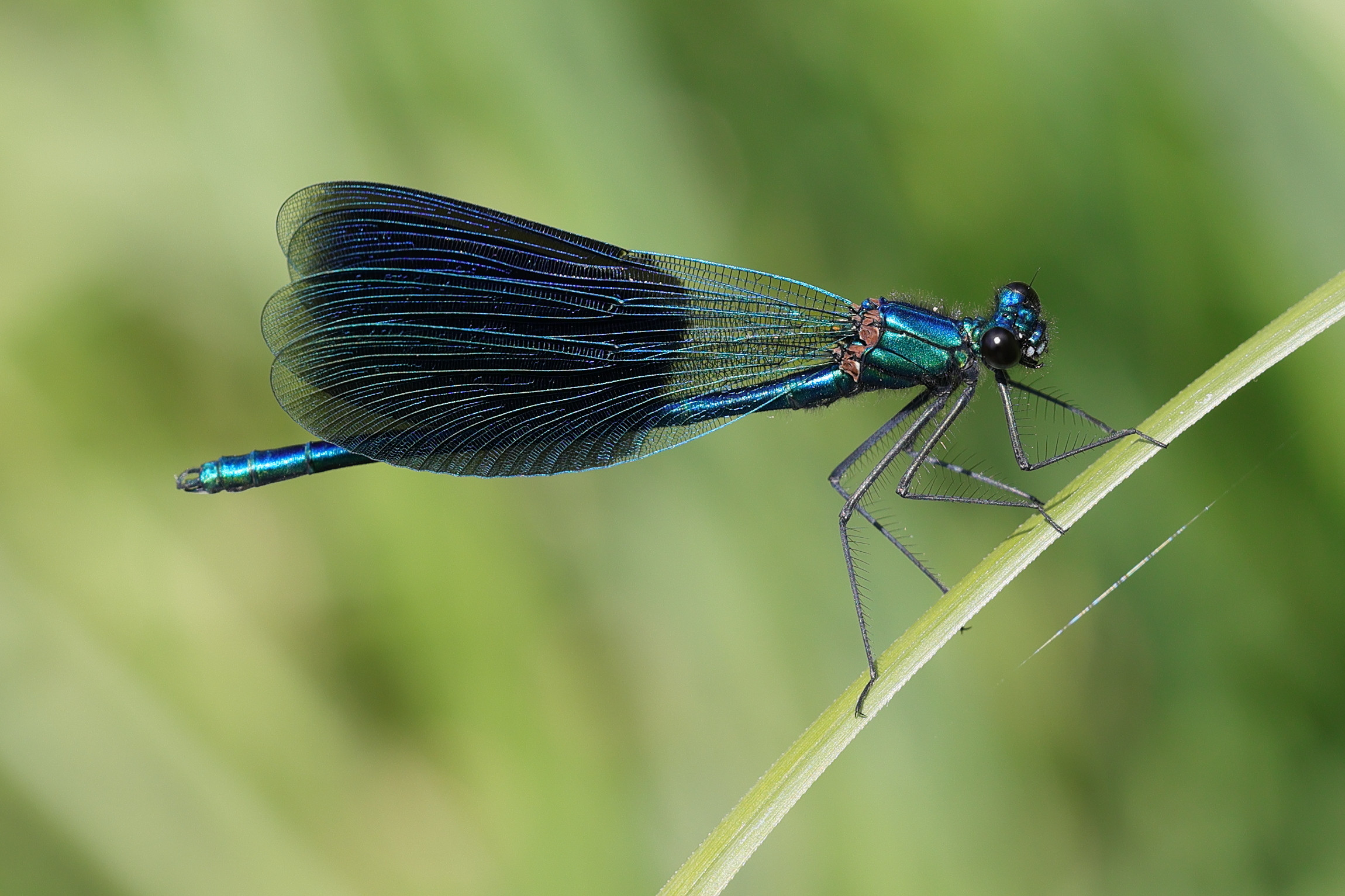 calopteryx_splendens5md