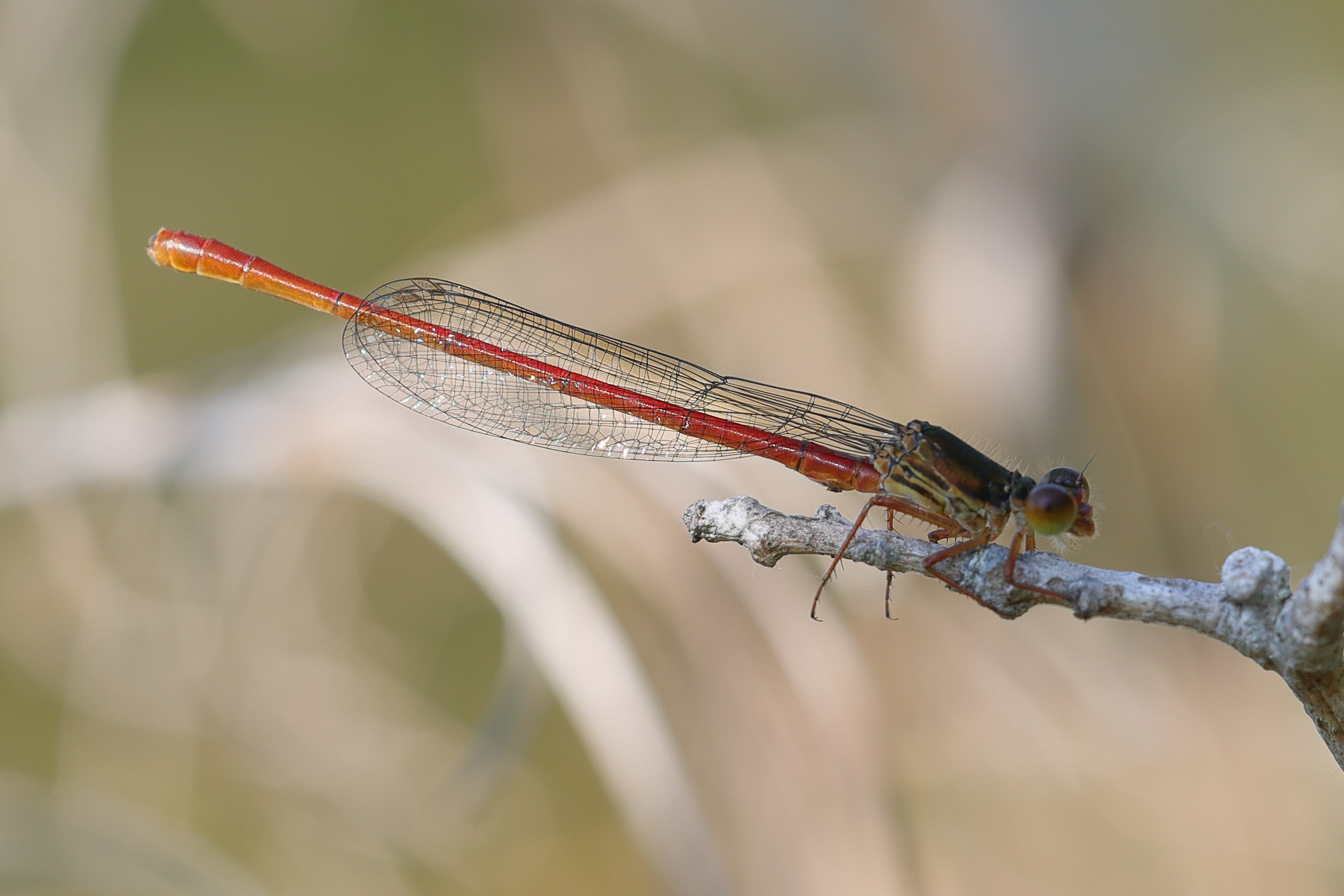 ceriagrion_tenellum4md