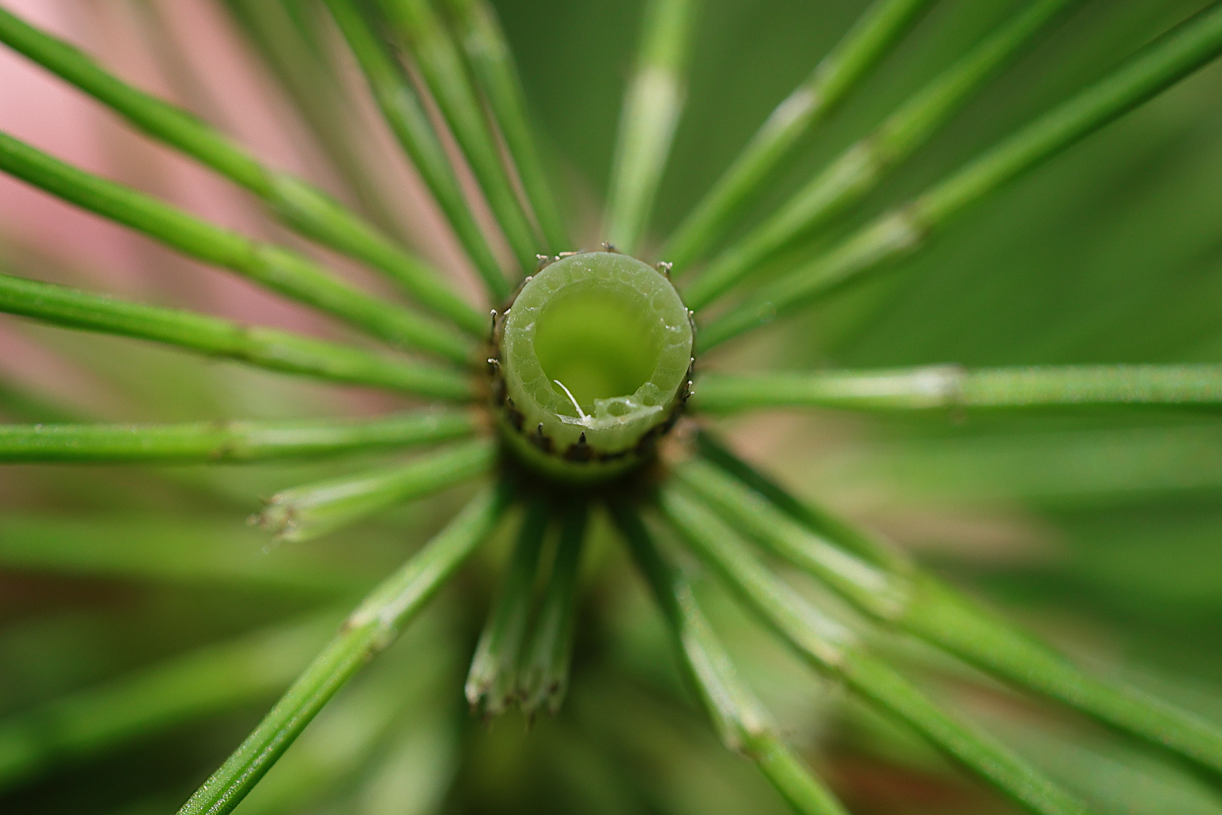 equisetum_telmateia7md