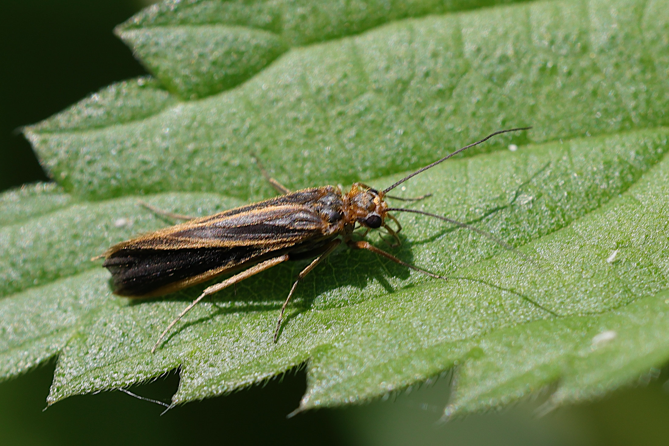 chimarra_marginata1md