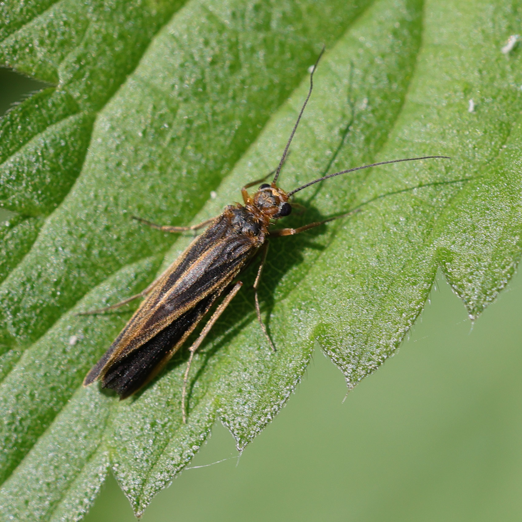 chimarra_marginata2md