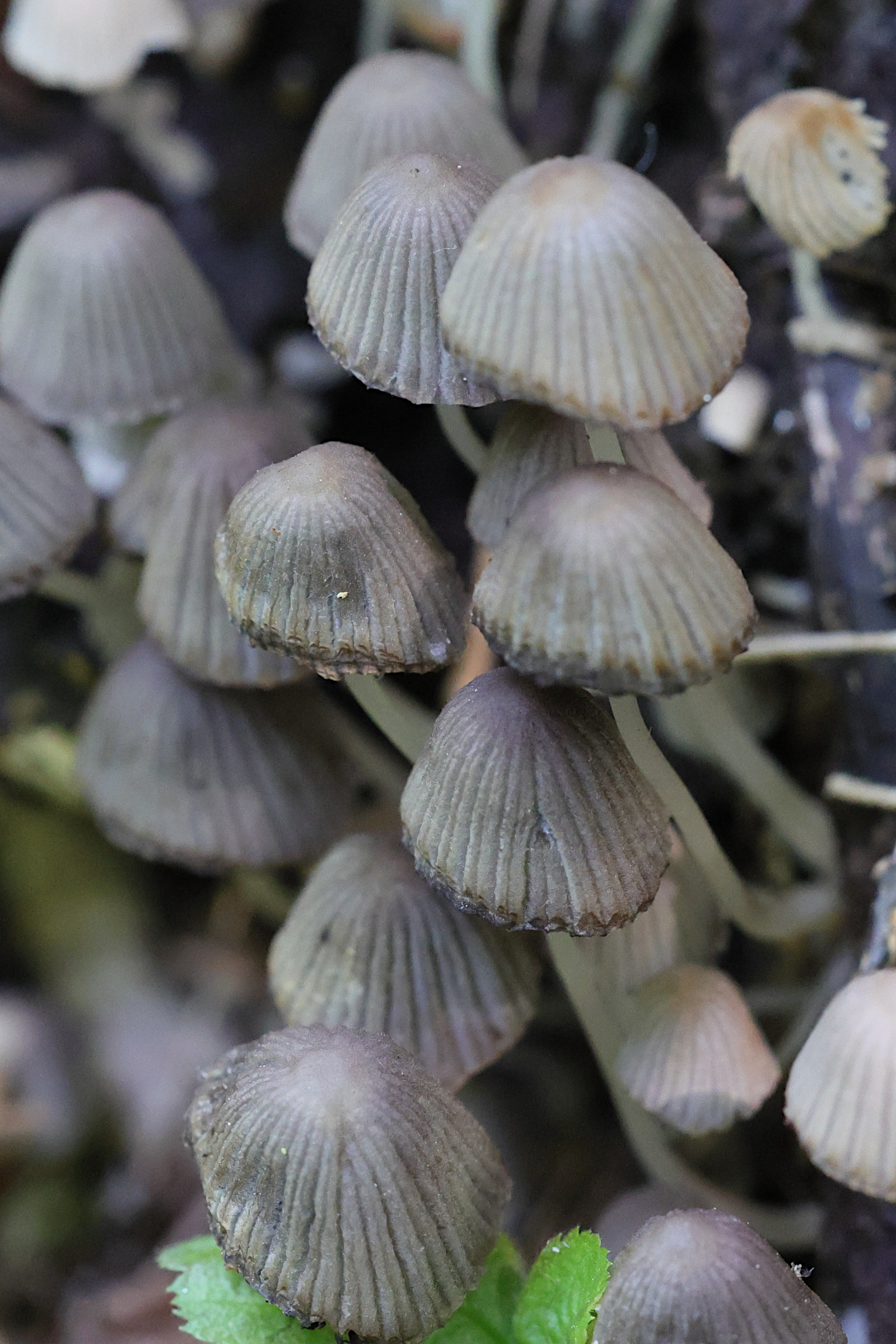 Afficher le média coprinellus_disseminatus10md coprinellus_disseminatus10md