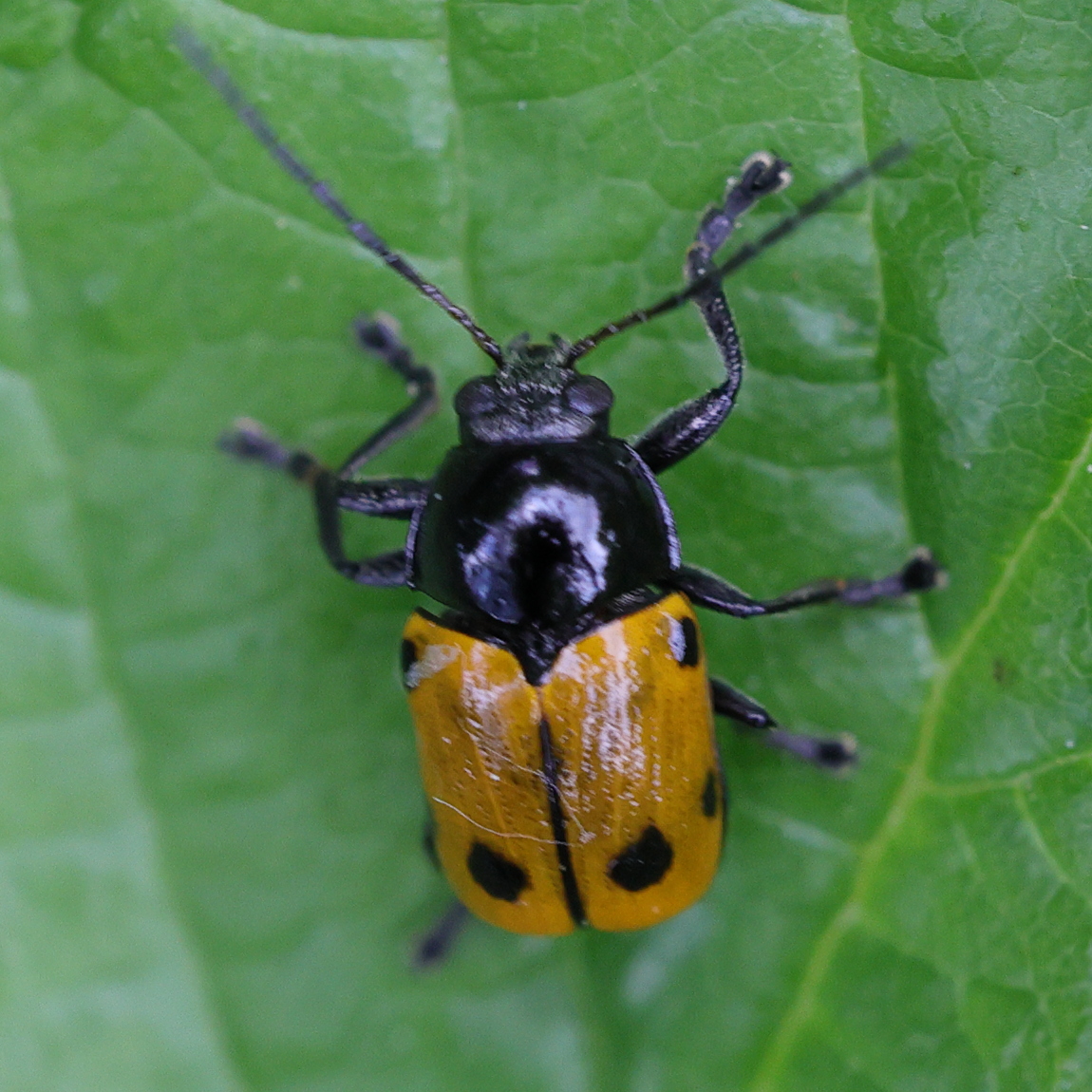 Afficher le média cryptocephalus_imperialis2md cryptocephalus_imperialis2md