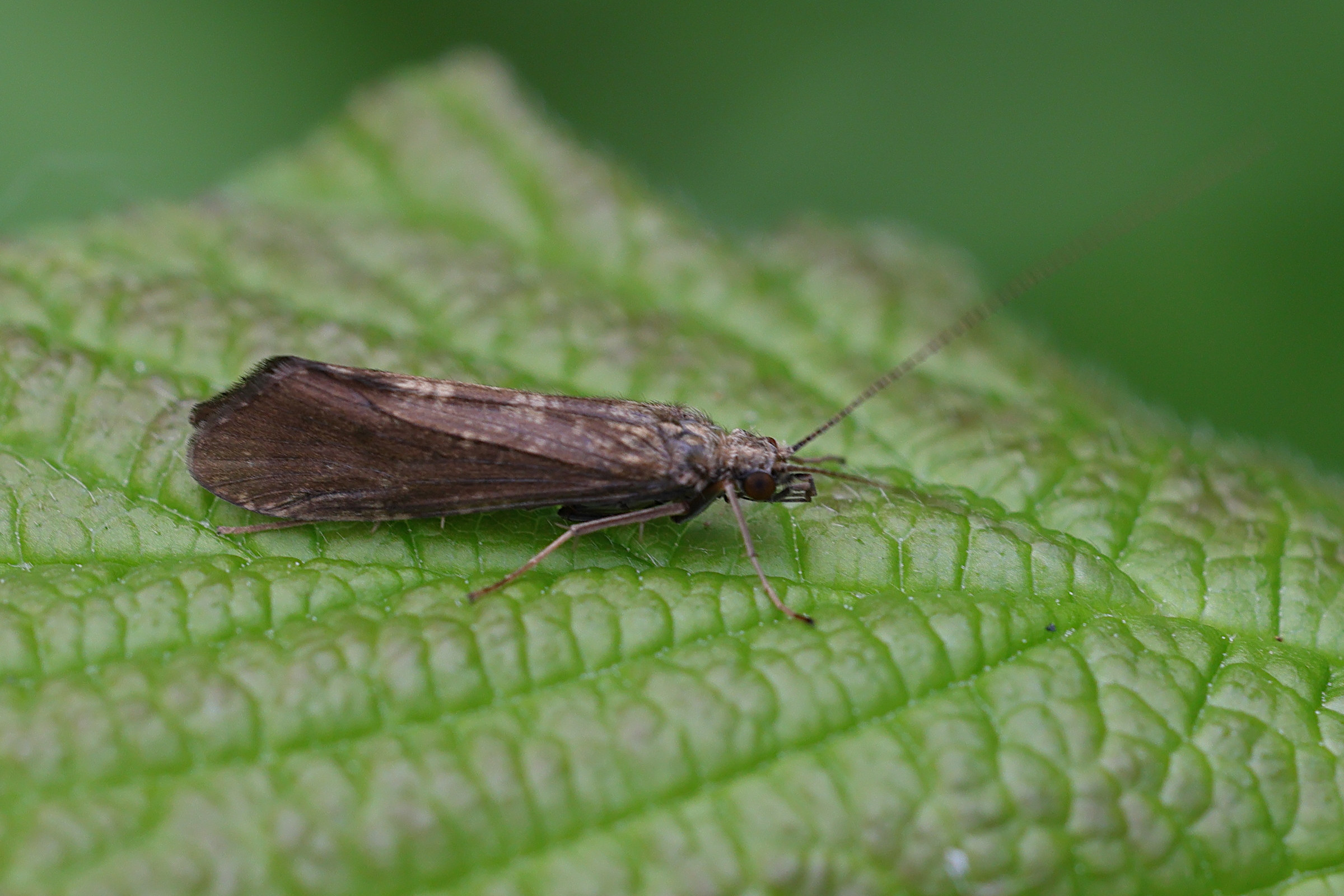 hydropsyche_angustipennis1md