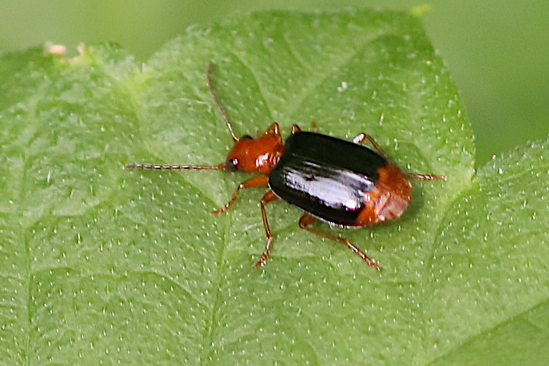 Afficher le média lebia_marginata1bd lebia_marginata1bd