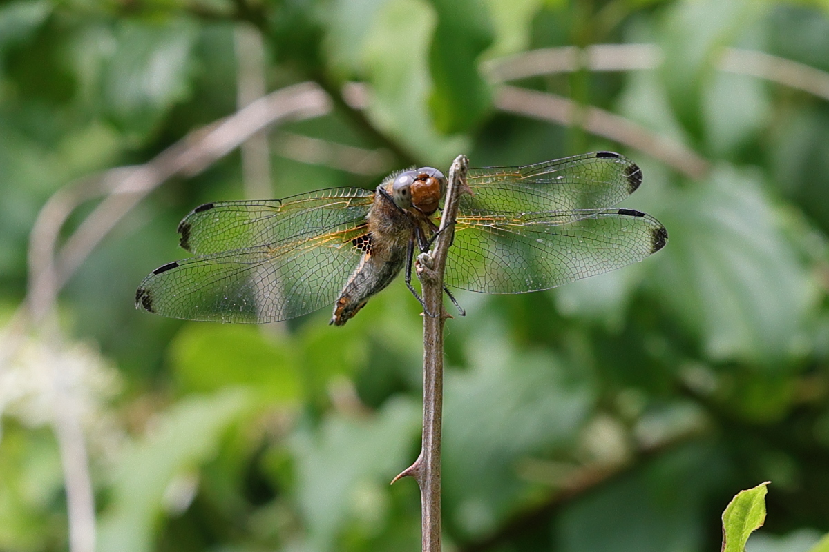 libellula_fulva8md