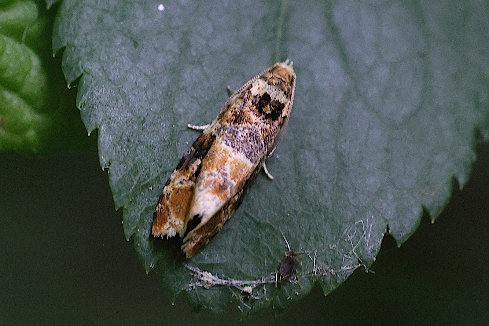 lobesia_reliquana1md