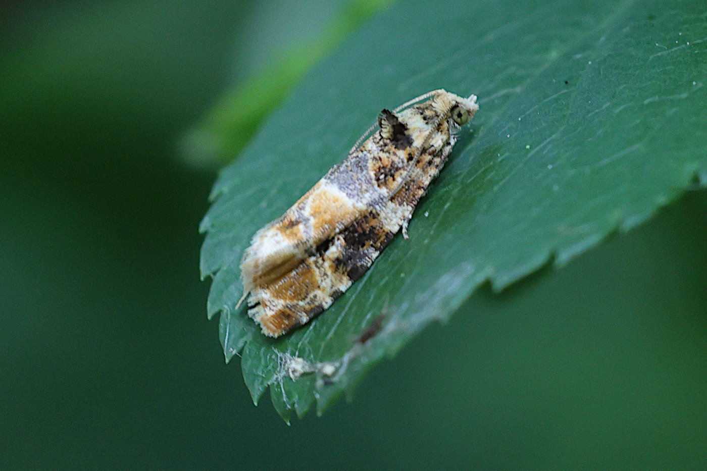 lobesia_reliquana2md