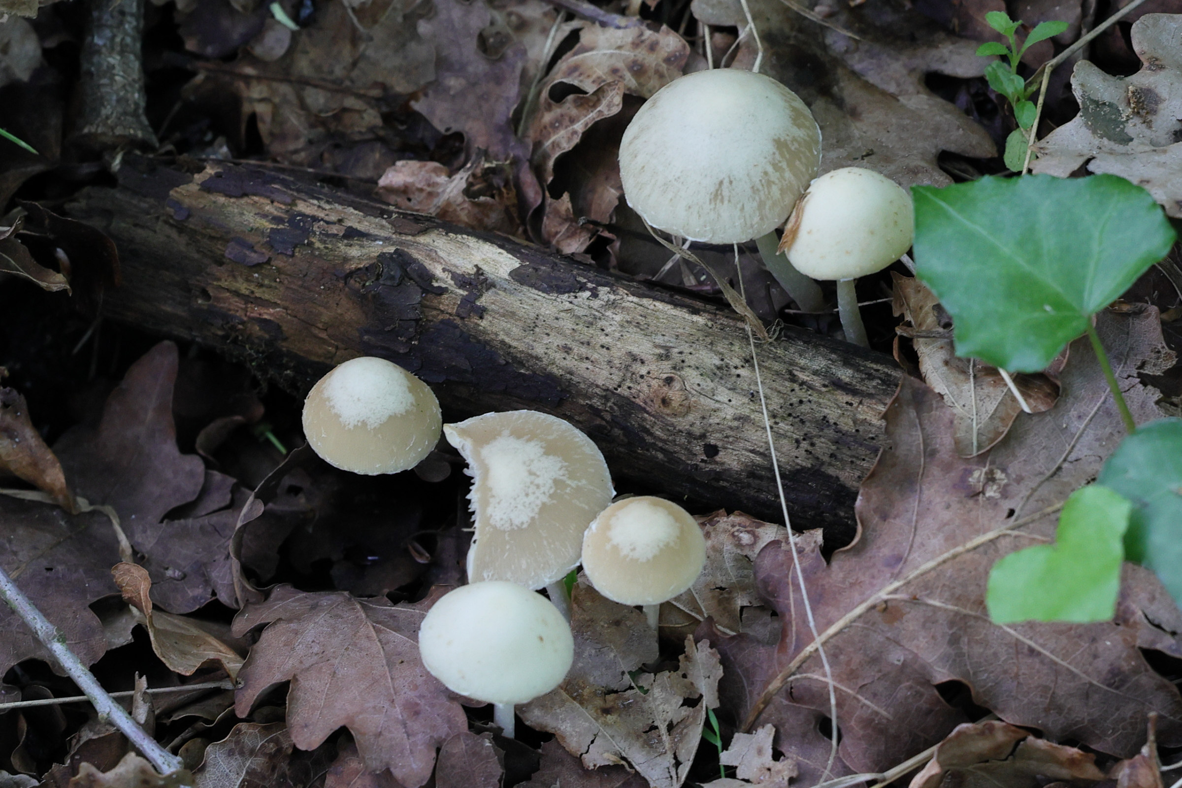 psathyrella_candolleana3md