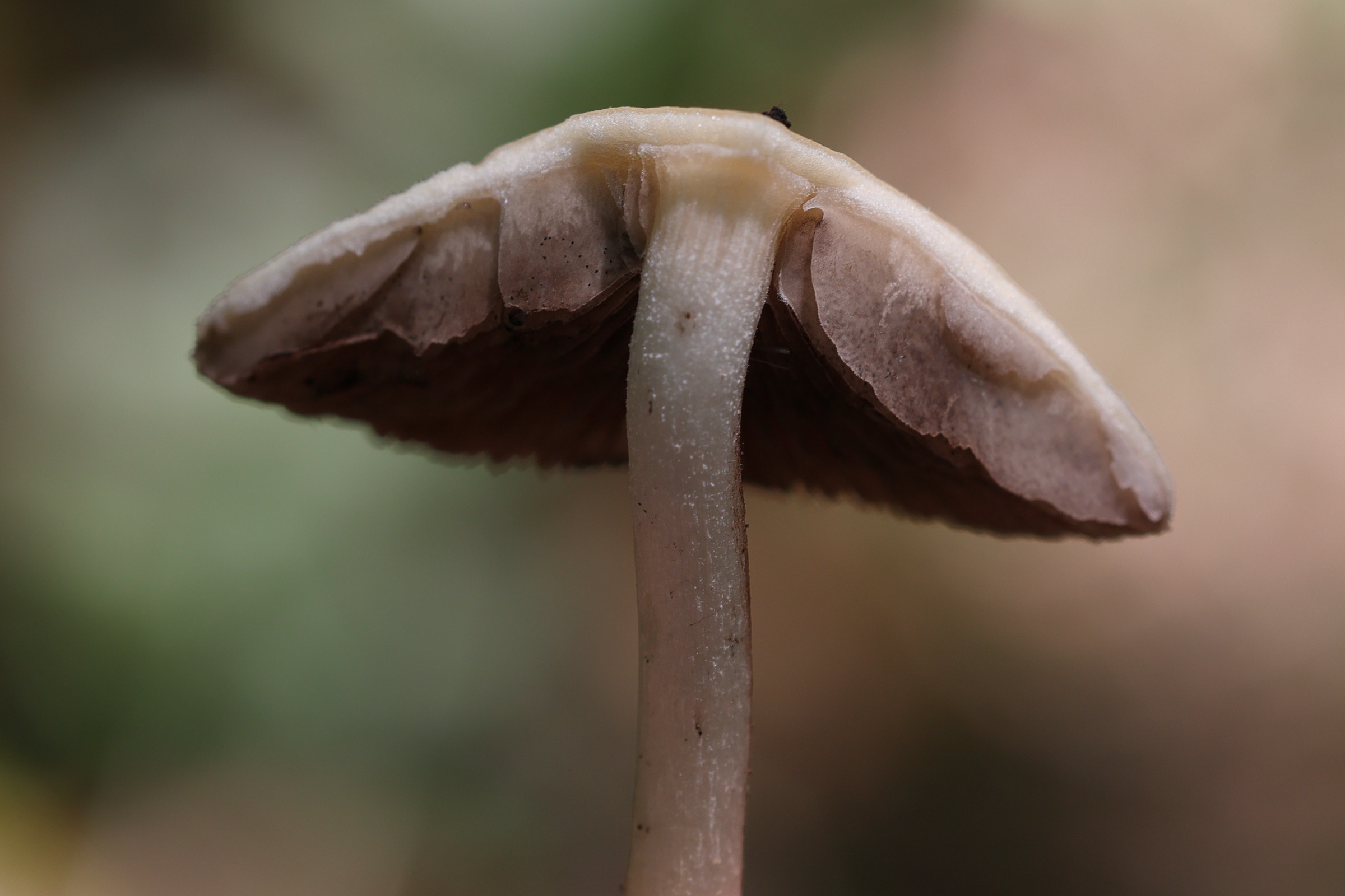 psathyrella_candolleana4md