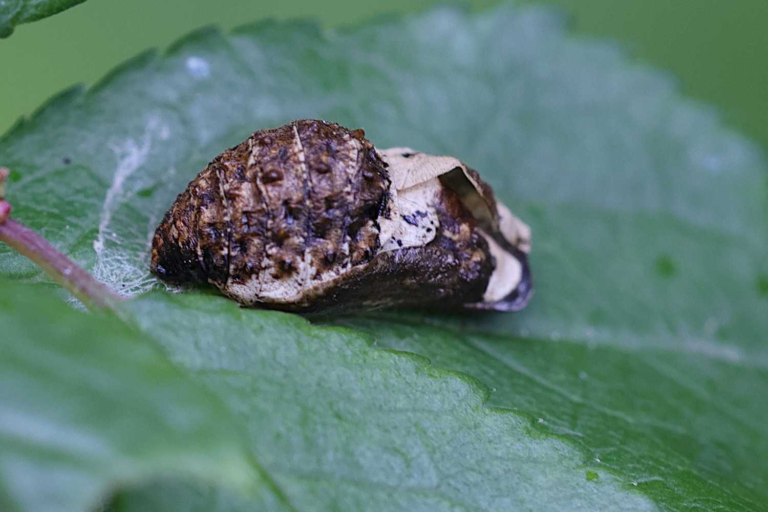 Afficher le média satyrium_pruni_chr1MD satyrium_pruni_chr1MD