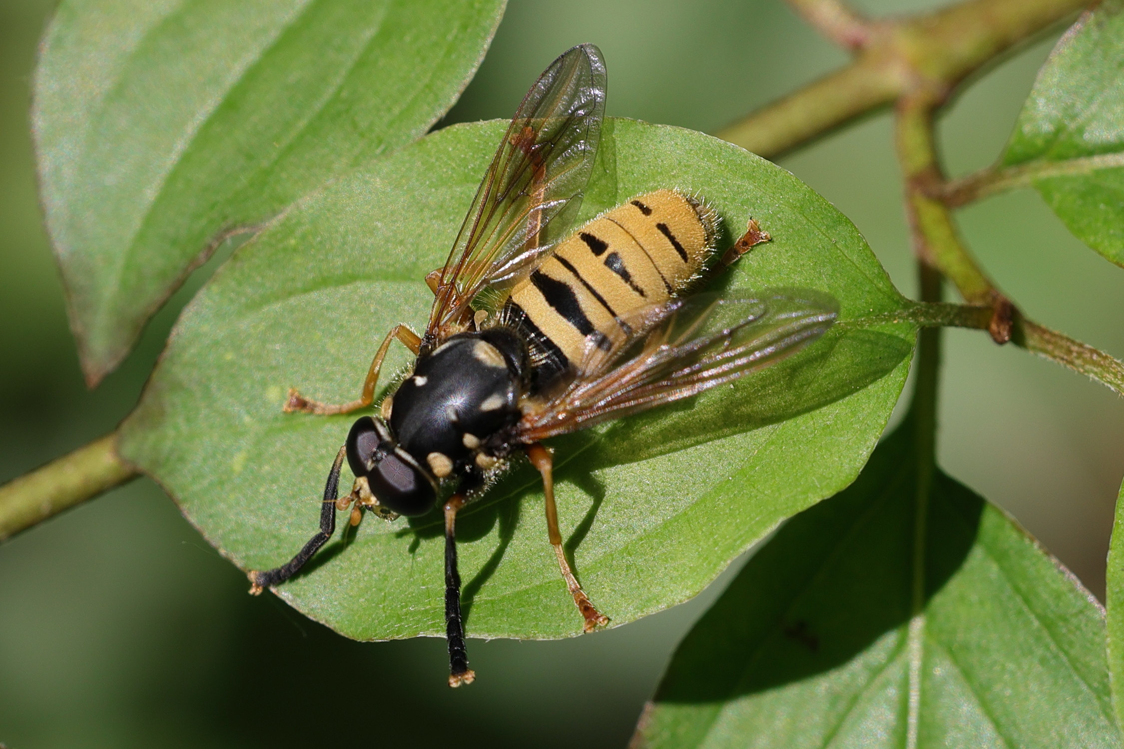 temnostoma_meridionale1md