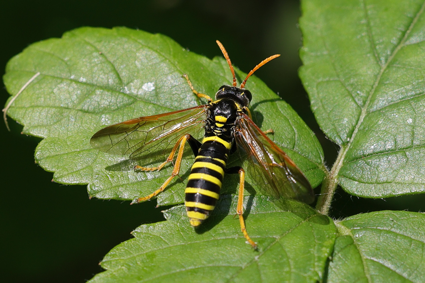 tenthredo_scrophulariae3md