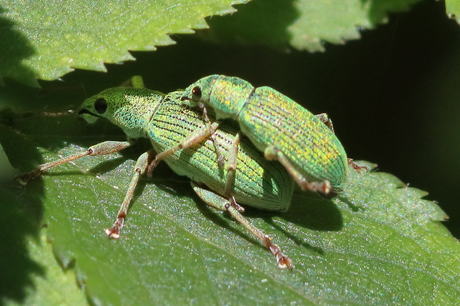 polydrusus_formosus1bd