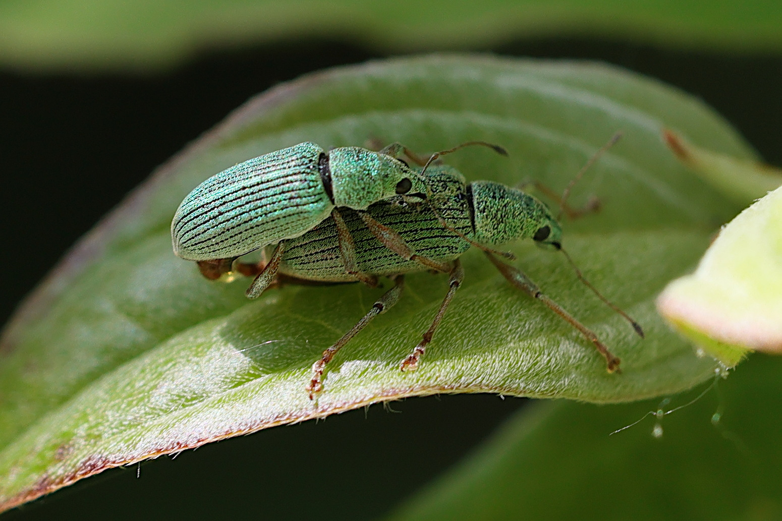 polydrusus_formosus2md