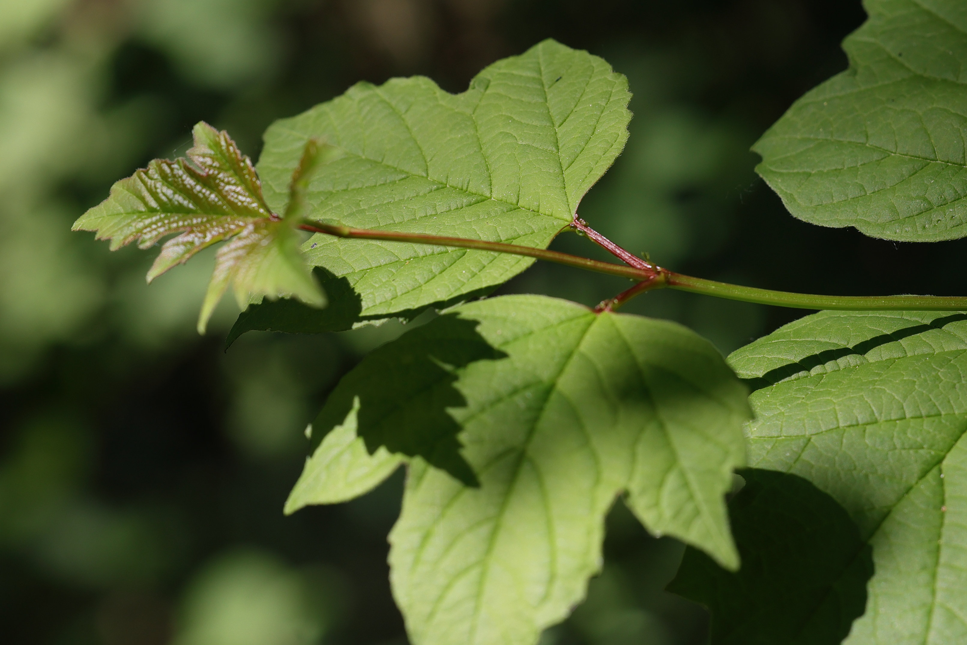 viburnum_sargentii1md