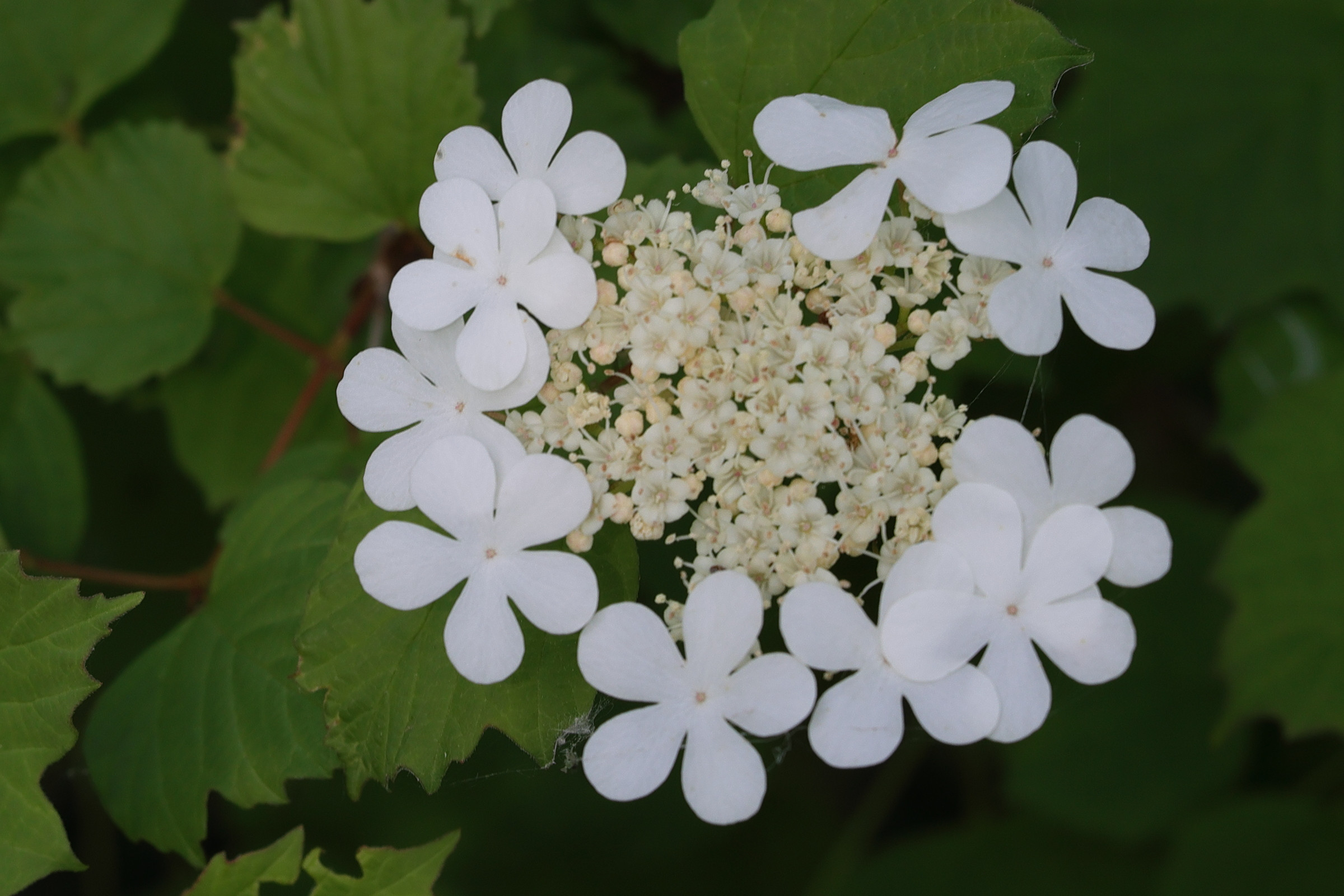 viburnum_sargentii2md