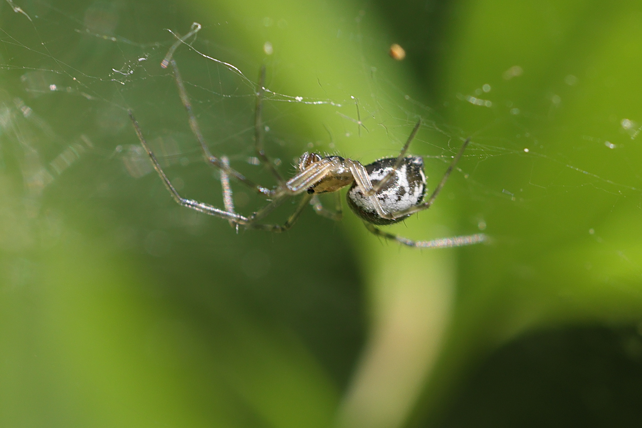 linyphia_triangularis7md