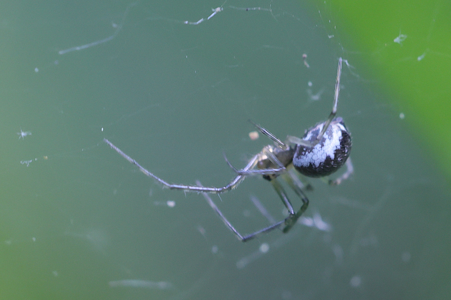 linyphia_triangularis8md