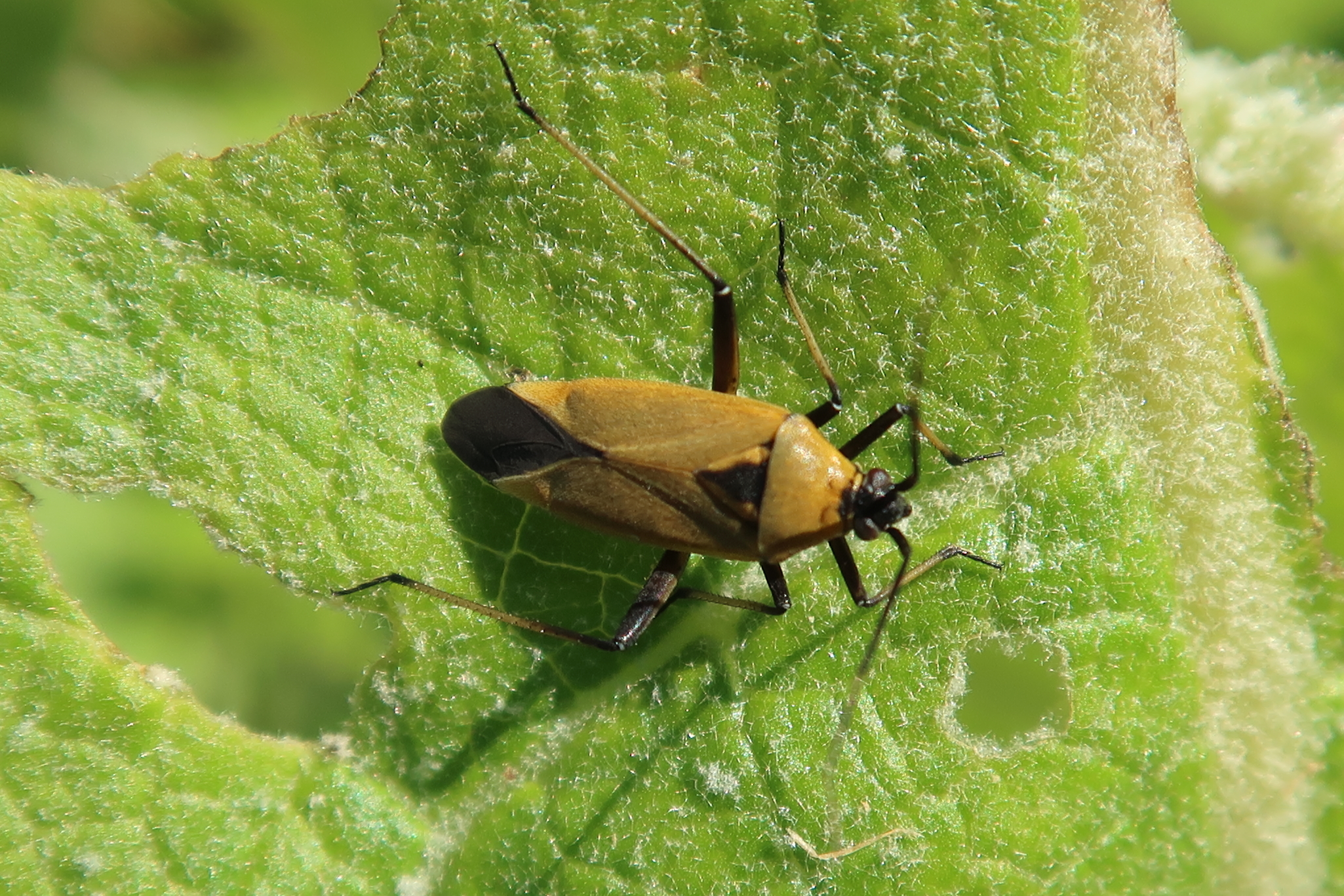 calocoris_nemoralis5md