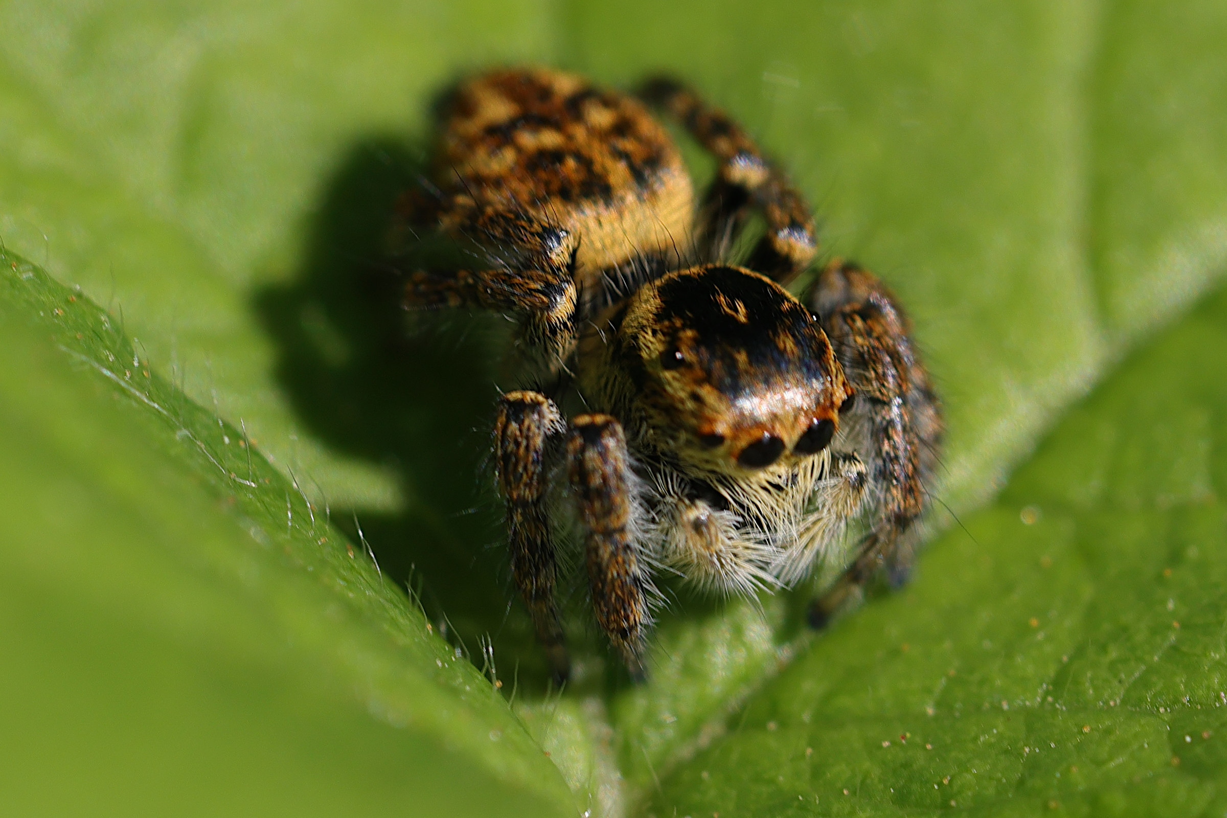 Afficher le média carrhotus_xanthogramma6md carrhotus_xanthogramma6md