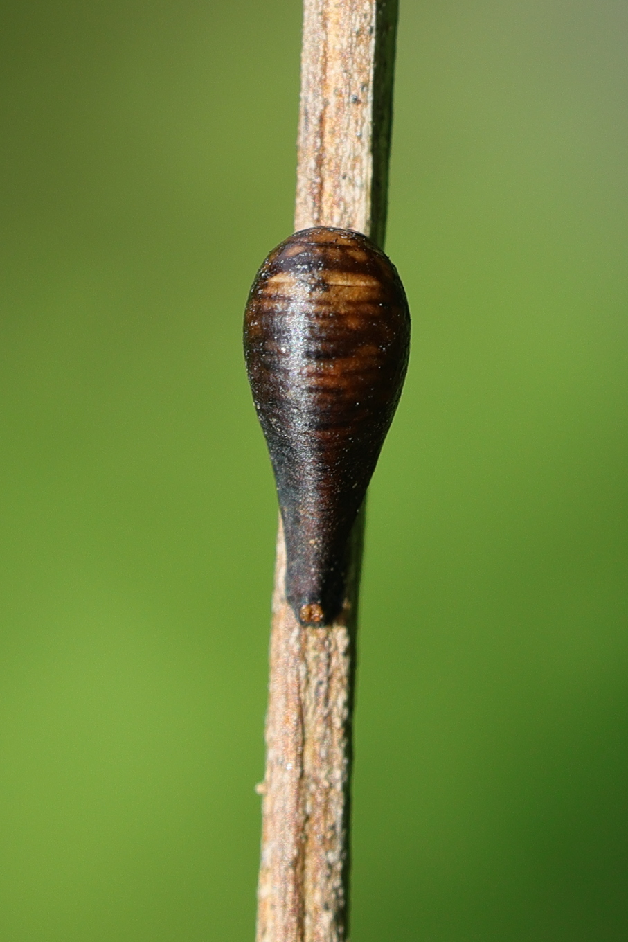 episyrphus_balteatus_pup1md