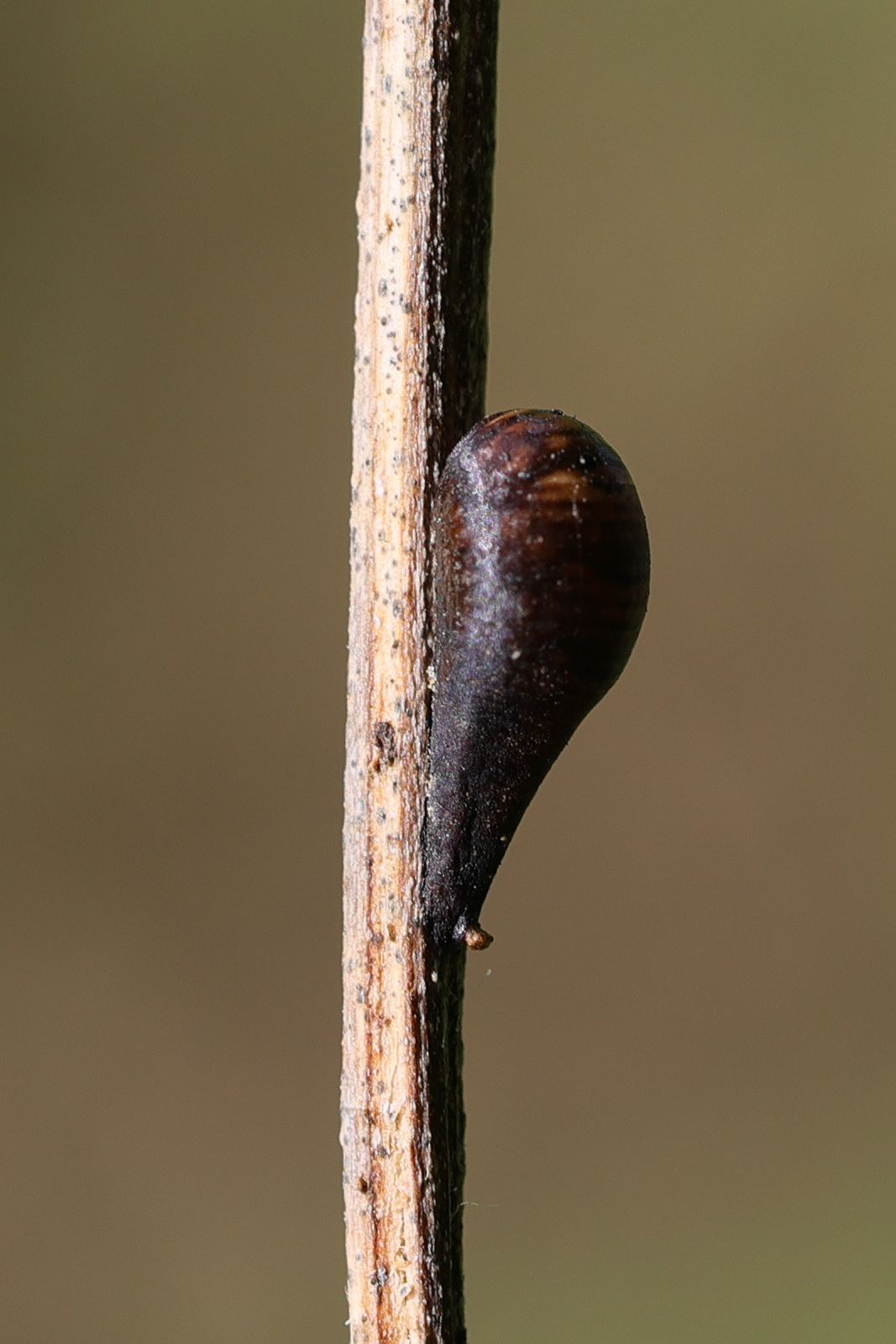 episyrphus_balteatus_pup2md