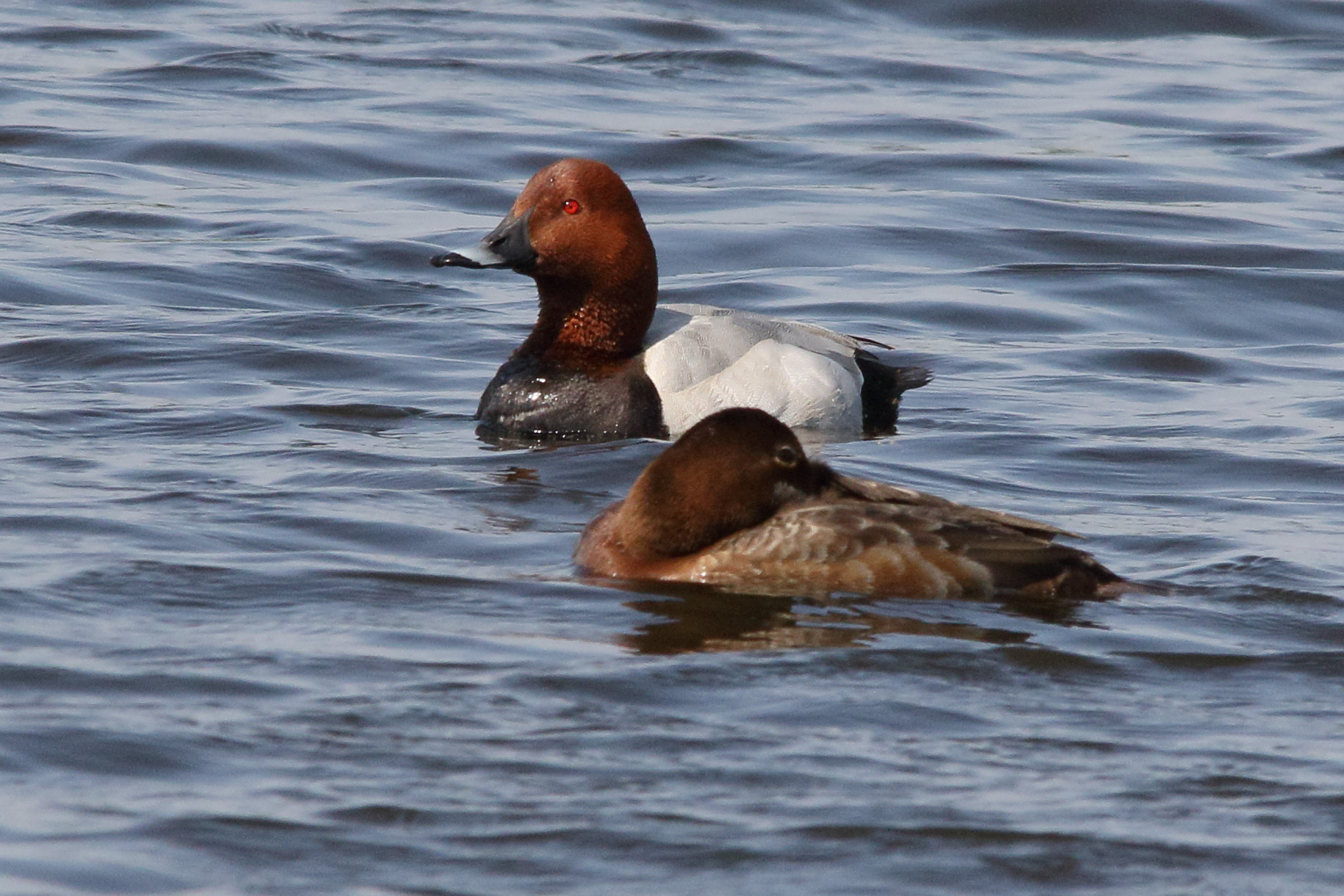 fuligule_milouin_-_aythya_ferina9md