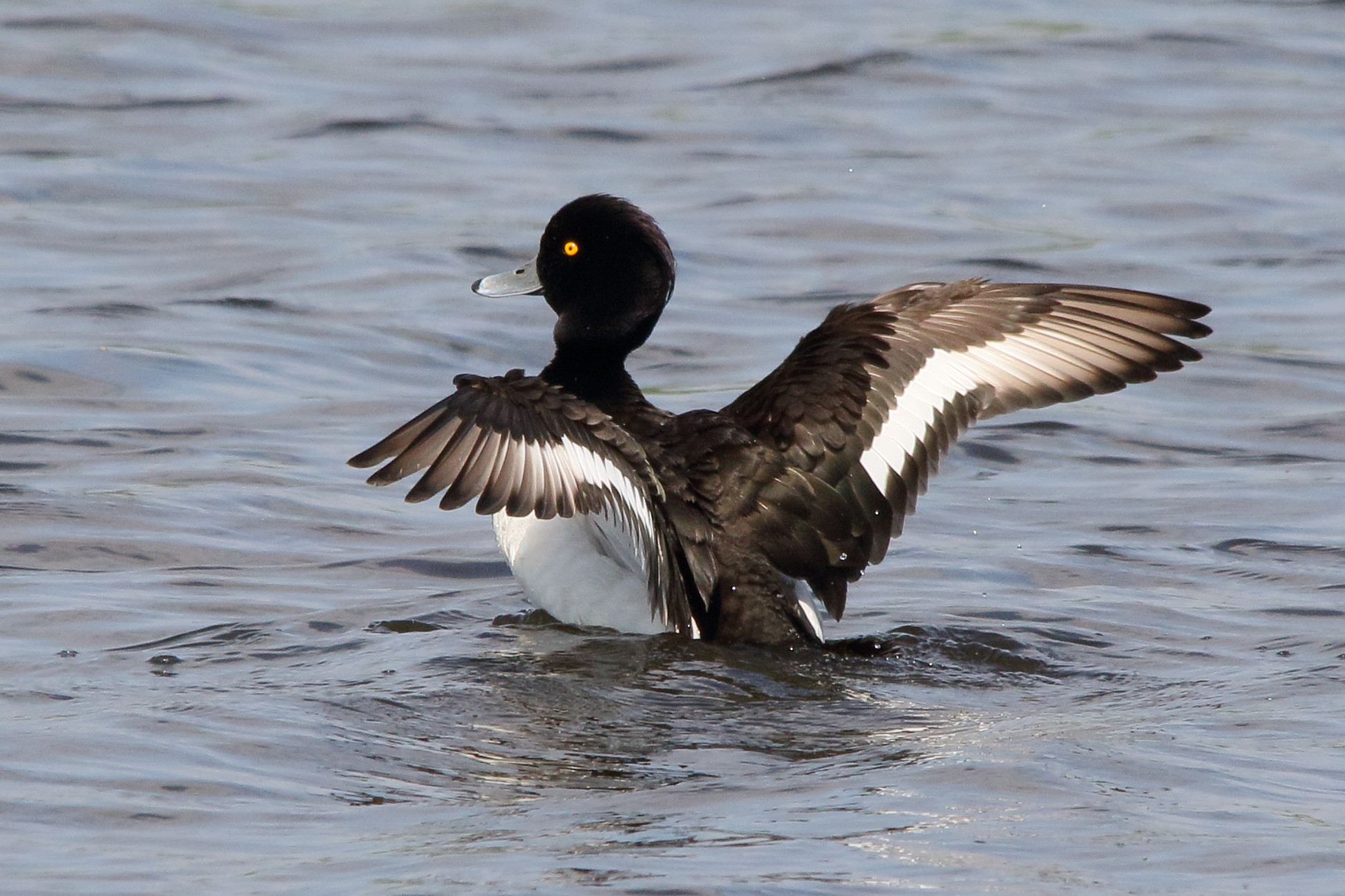 fuligule_morillon_-_aythya_fuligula10md