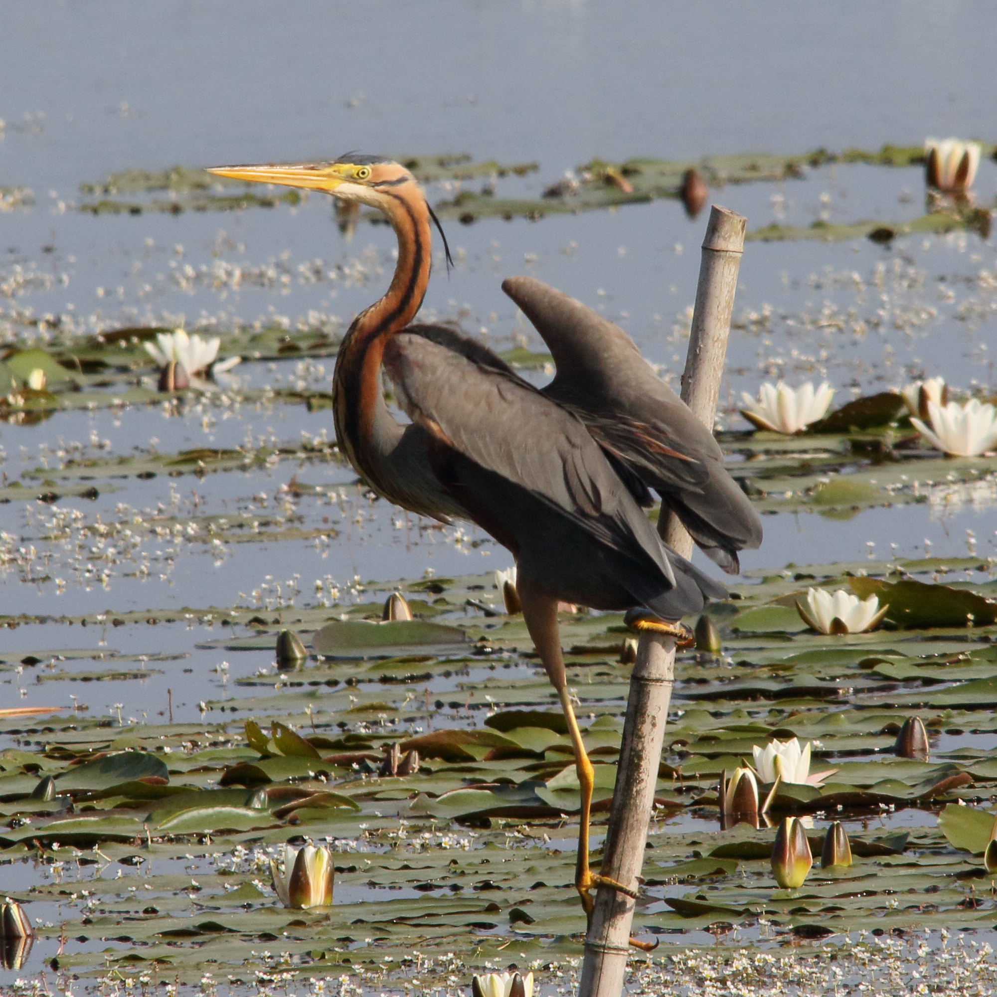 heron_pourpre_-_ardea_purpurea12md