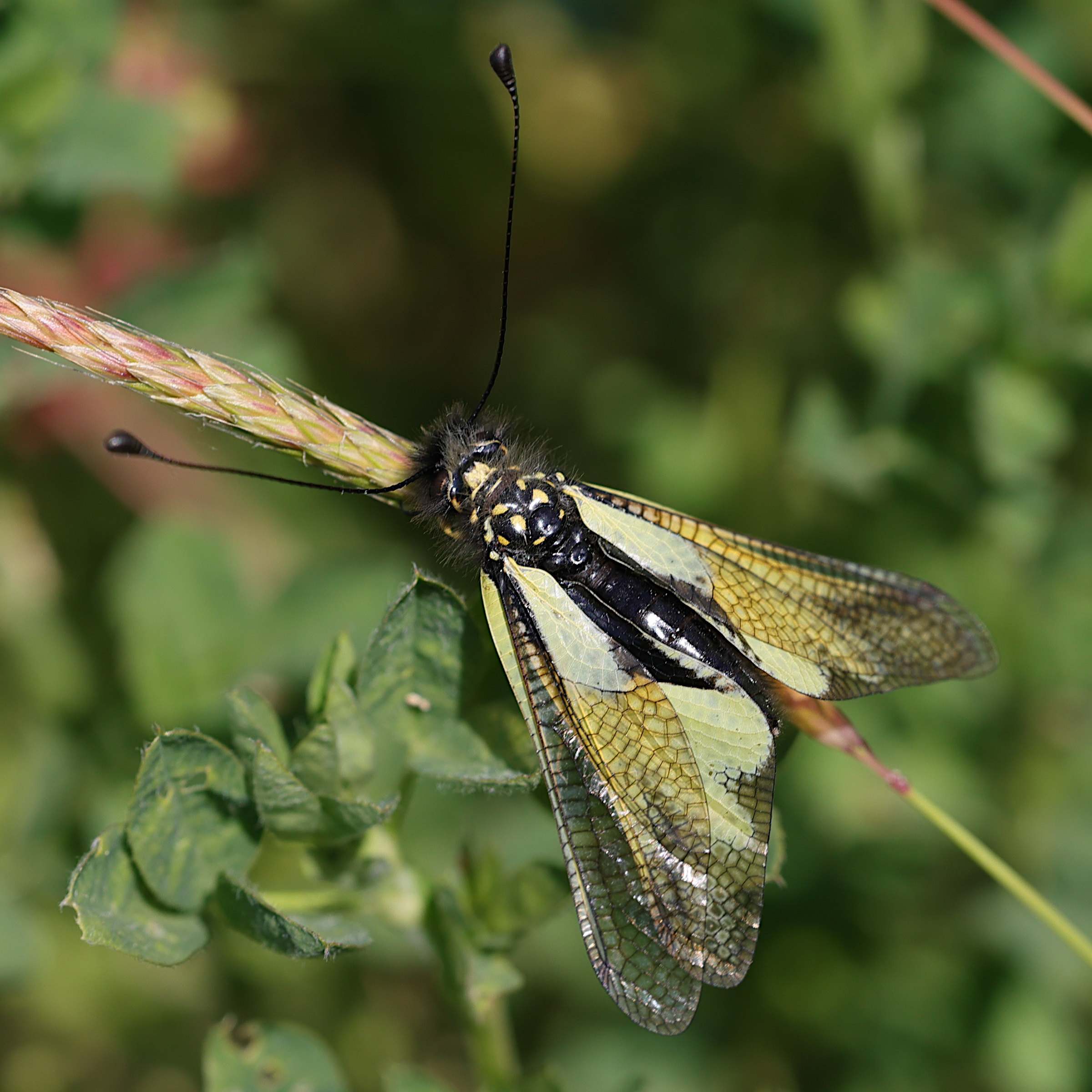 libelloides_coccajus5md