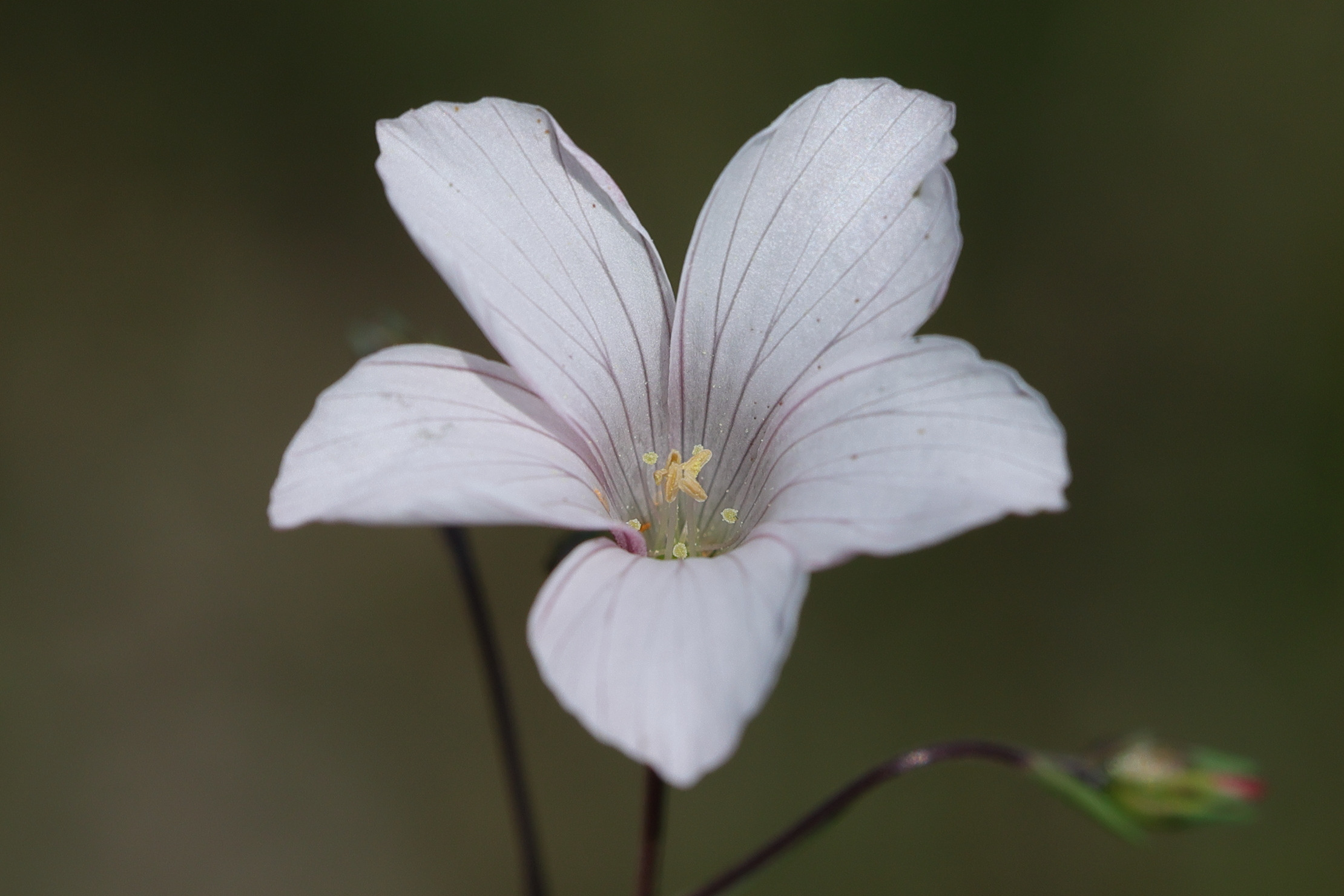 Afficher le média linum_tenuifolium6md linum_tenuifolium6md