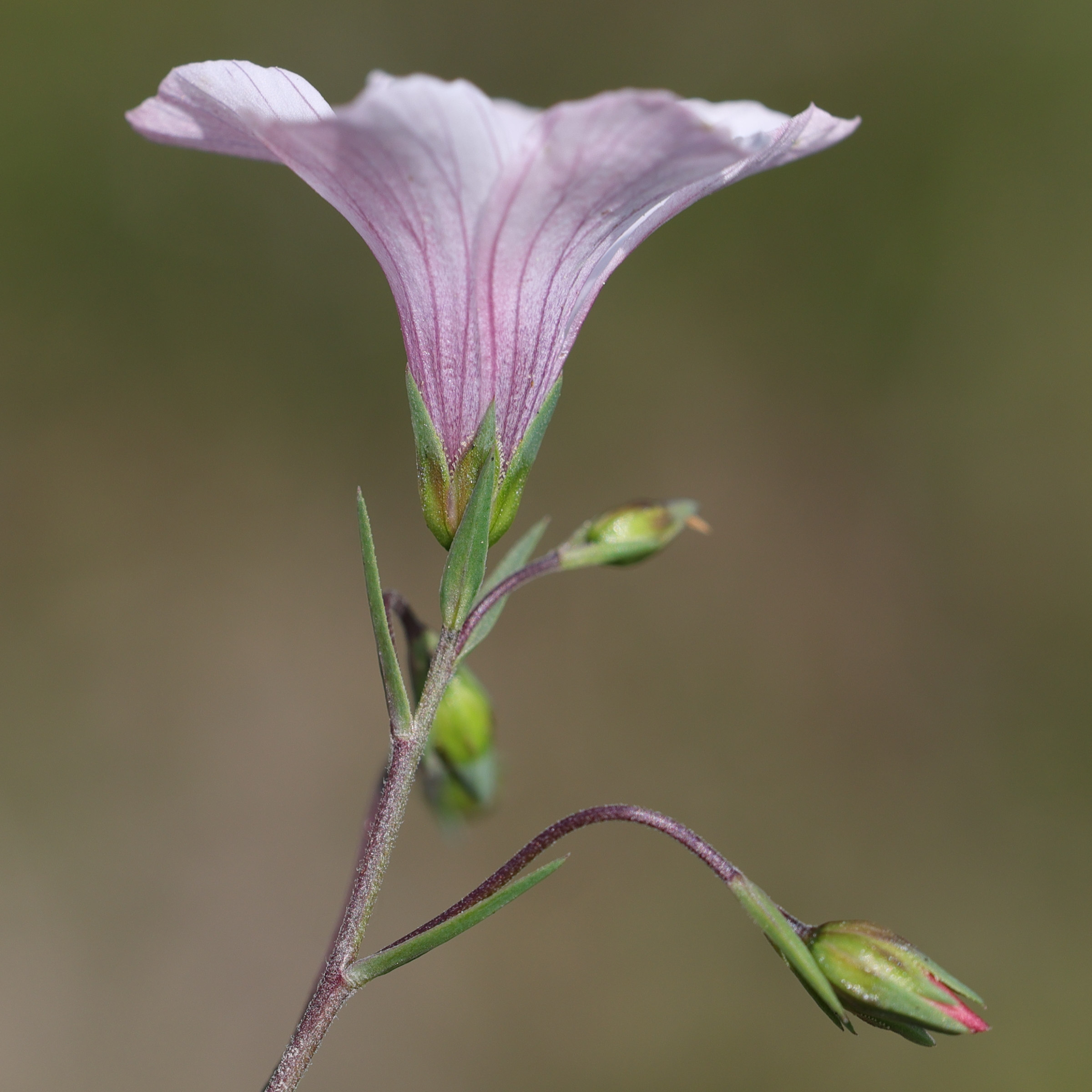 Afficher le média linum_tenuifolium7md linum_tenuifolium7md
