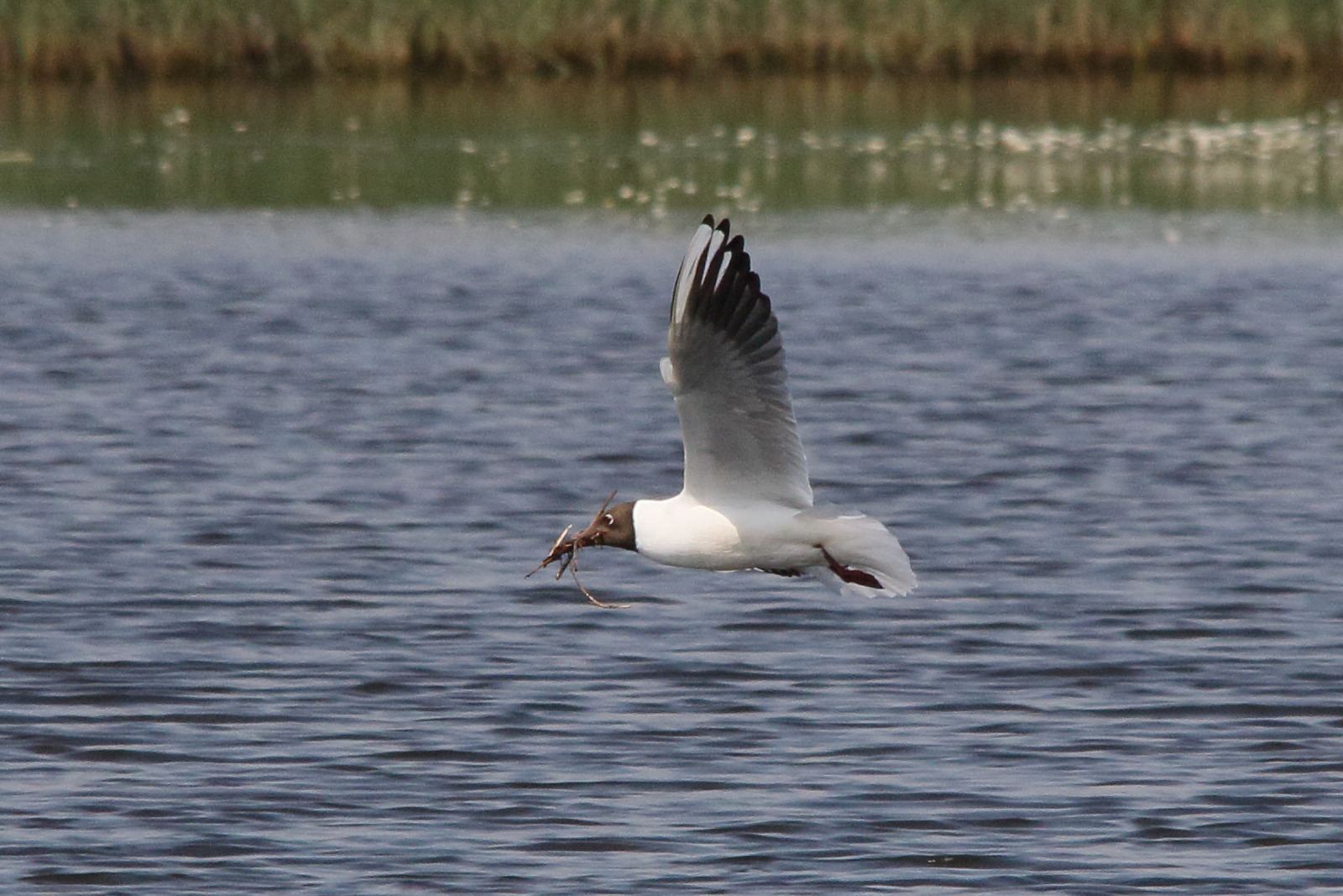 Afficher le média mouette_rieuse_-_chroicocephalus_ridibundus20md mouette_rieuse_-_chroicocephalus_ridibundus20md