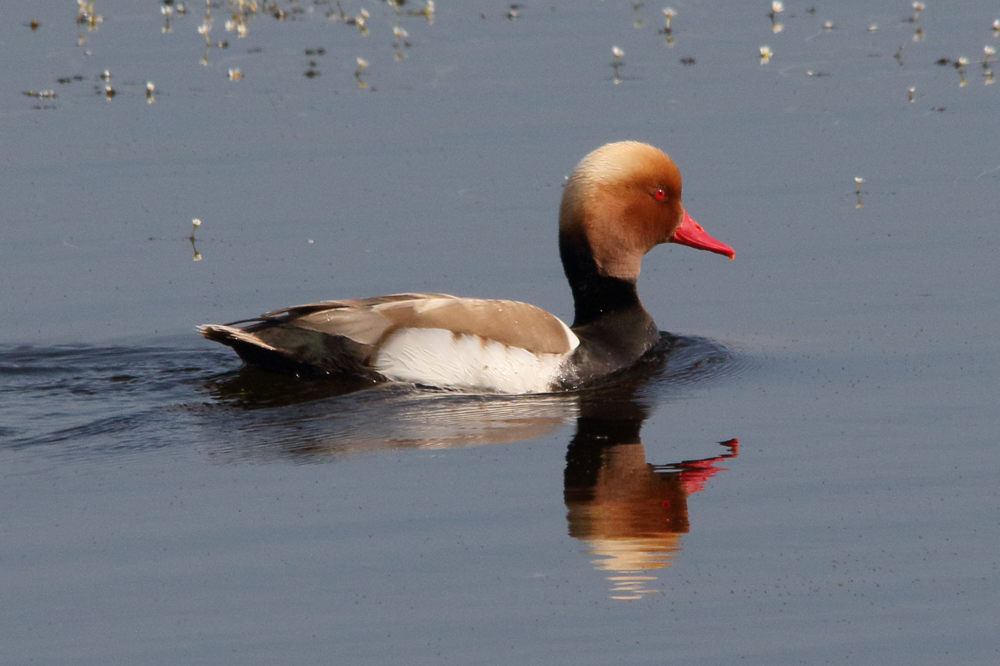 nette_rousse_-_netta_rufina8md