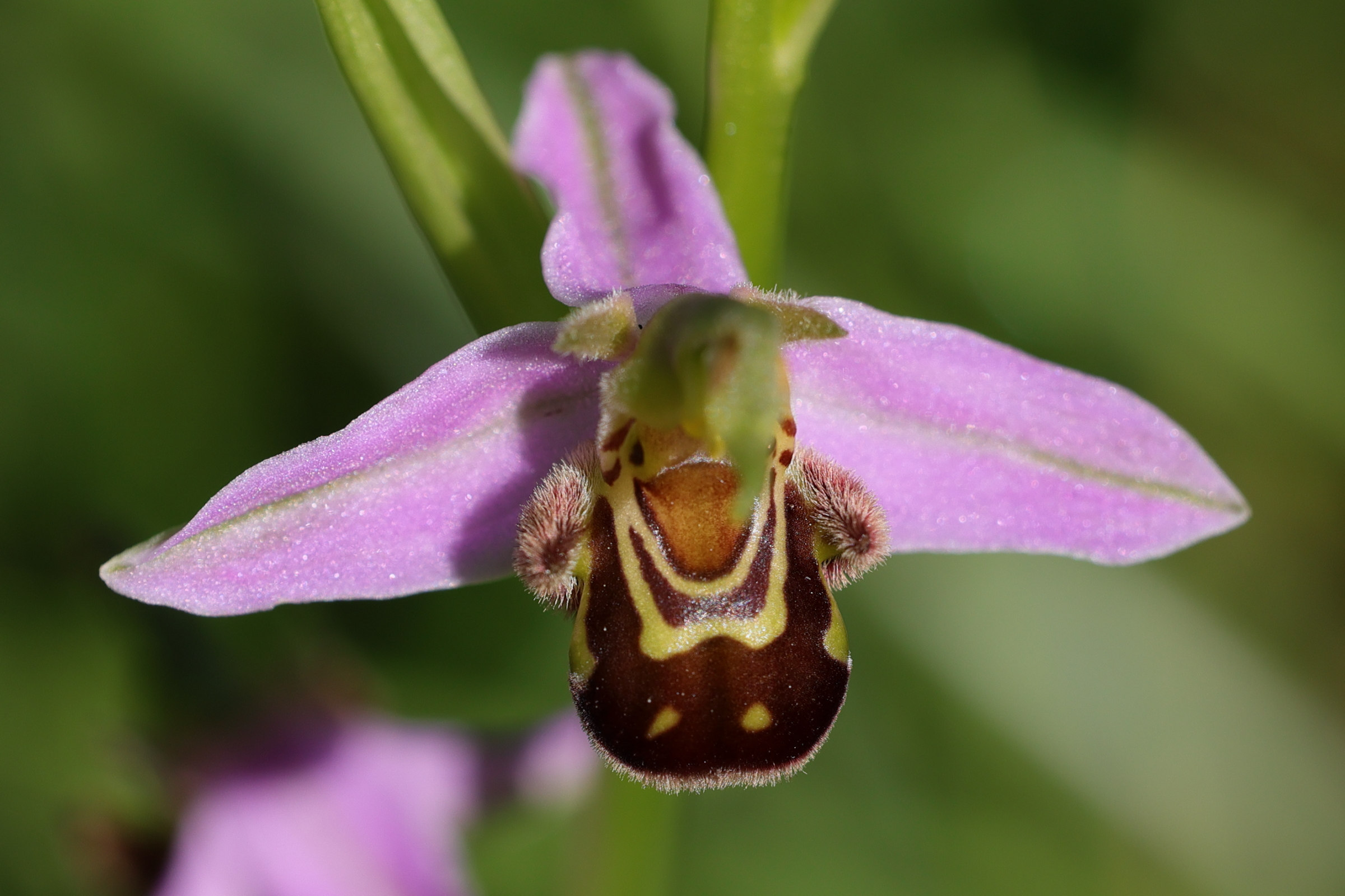 Afficher le média ophrys_apifera8md ophrys_apifera8md