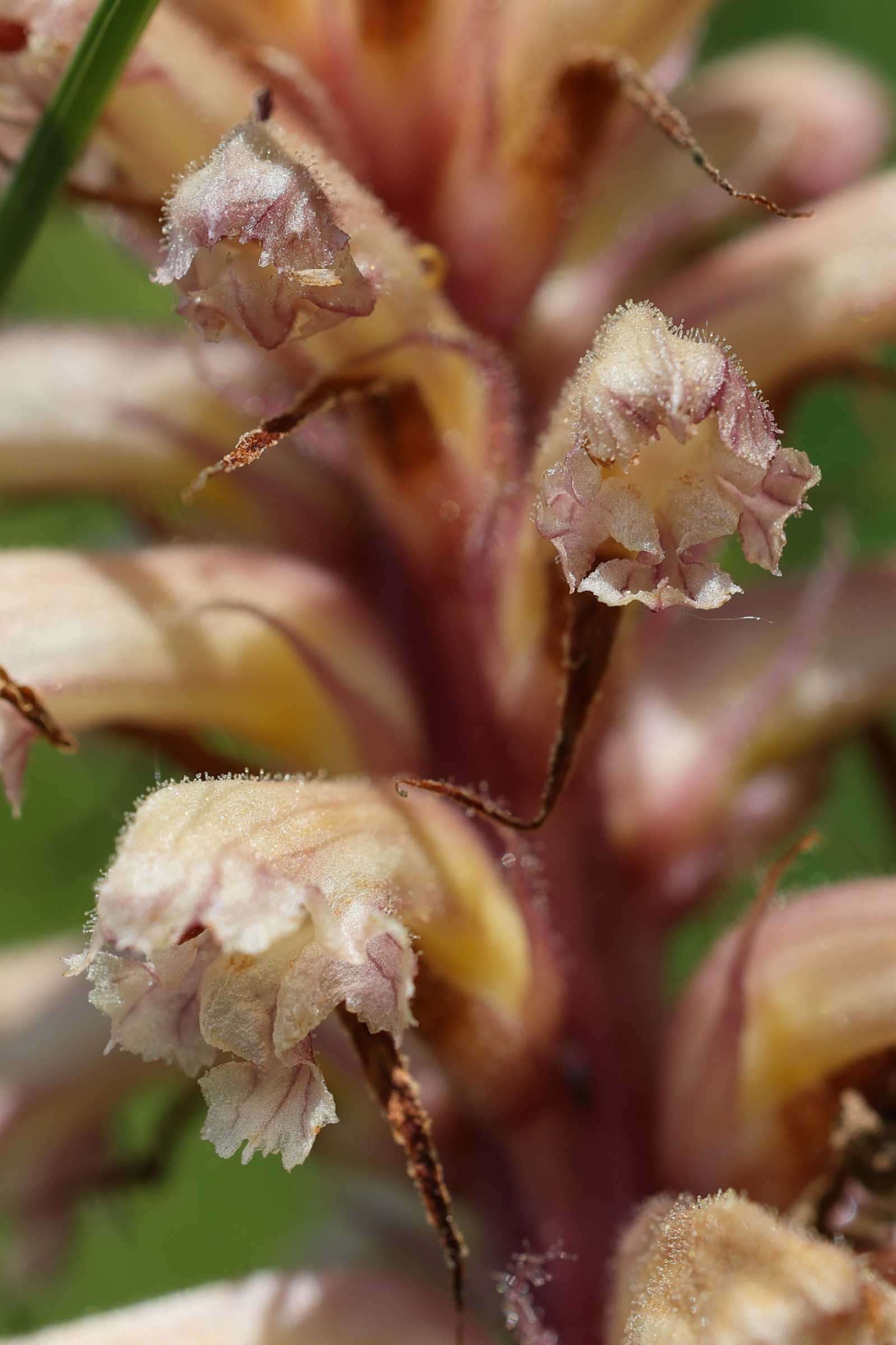 Afficher le média orobanche_amethystea4md orobanche_amethystea4md