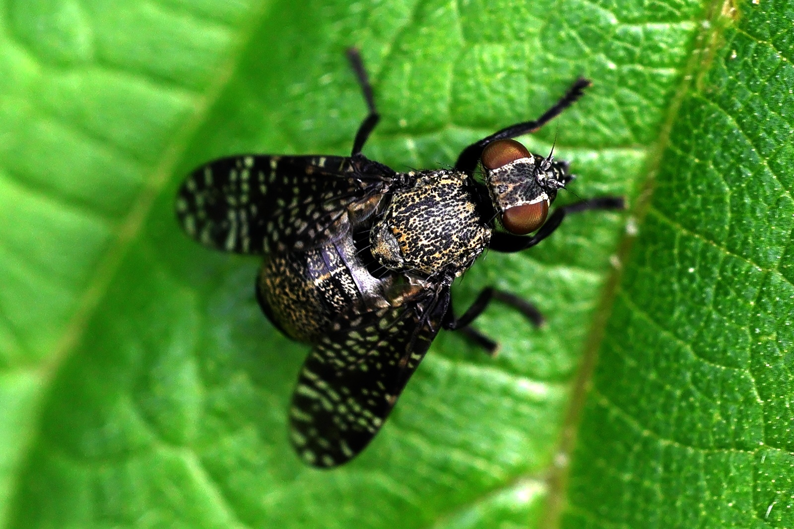 platystoma_seminationis3md