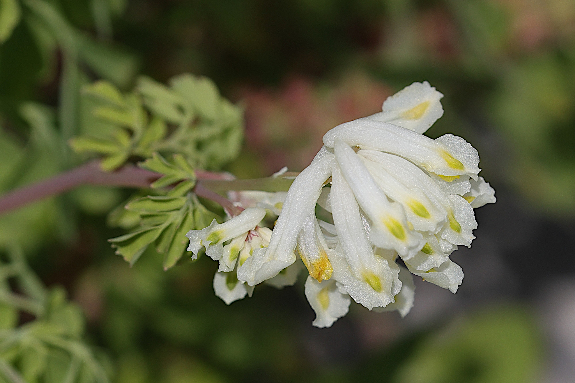 Afficher le média pseudofumaria_alba3md pseudofumaria_alba3md