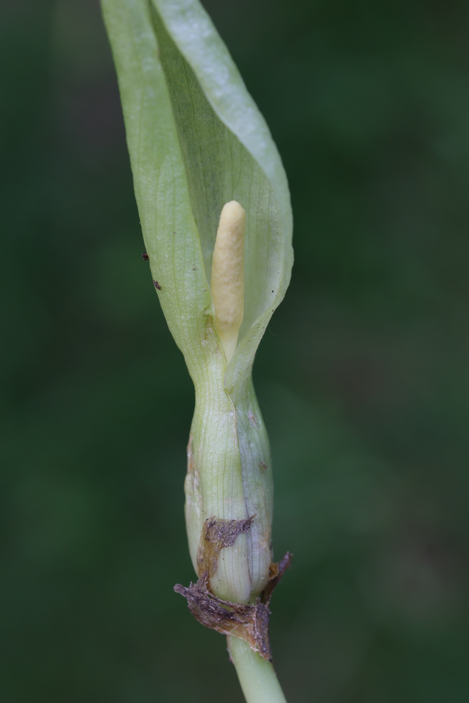 arum_italicum4md