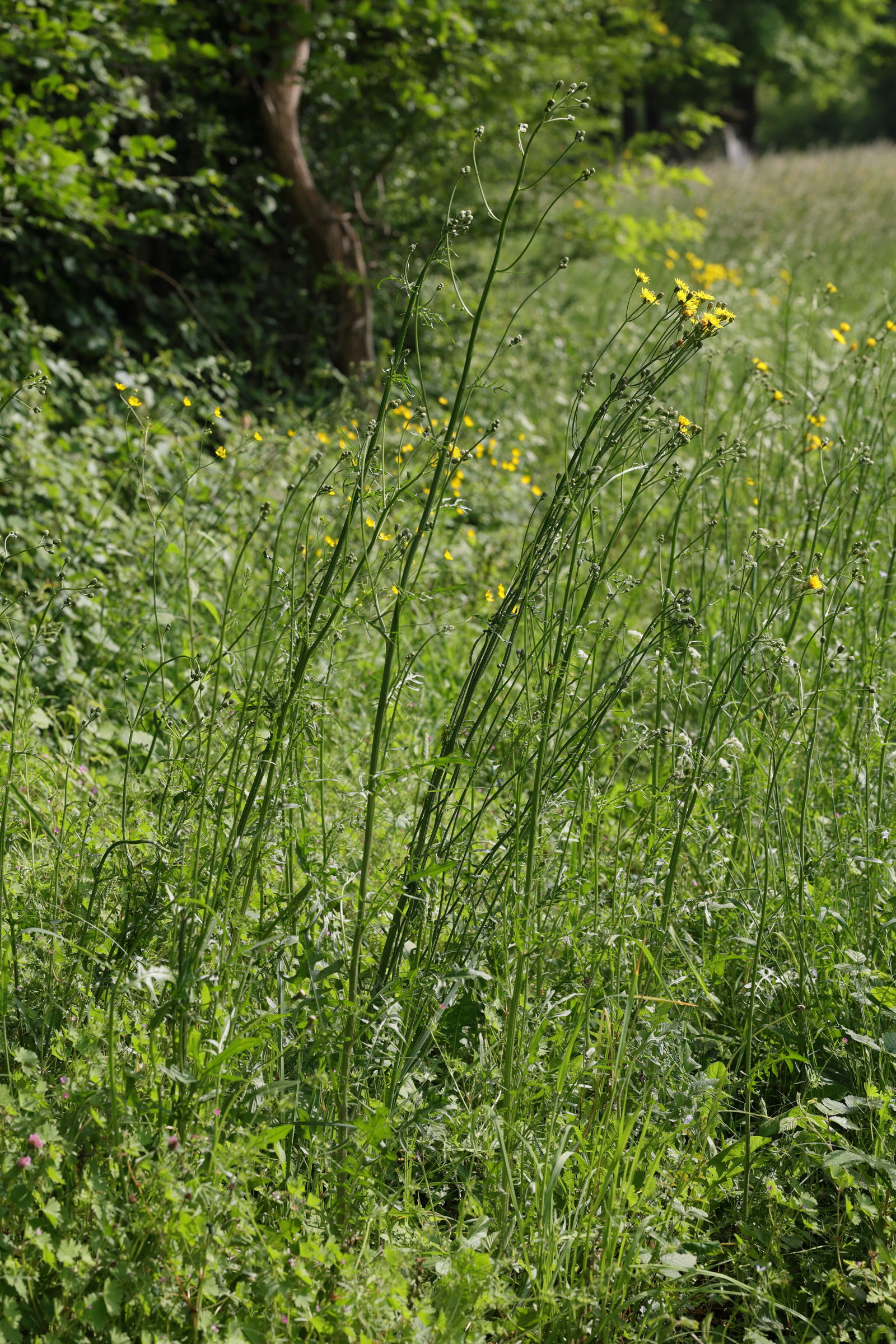 Afficher le média crepis_biennis1md crepis_biennis1md