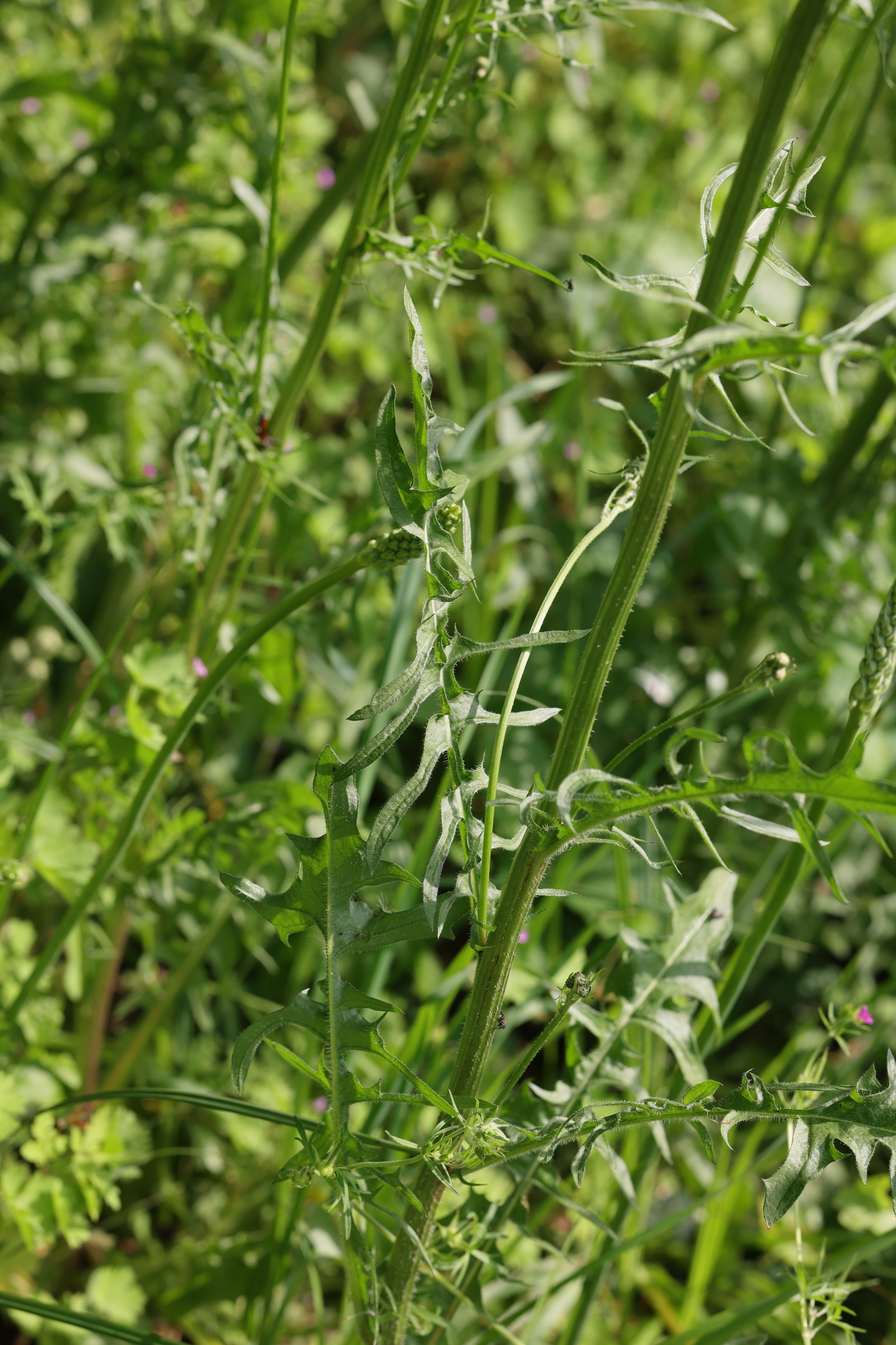 Afficher le média crepis_biennis2md crepis_biennis2md