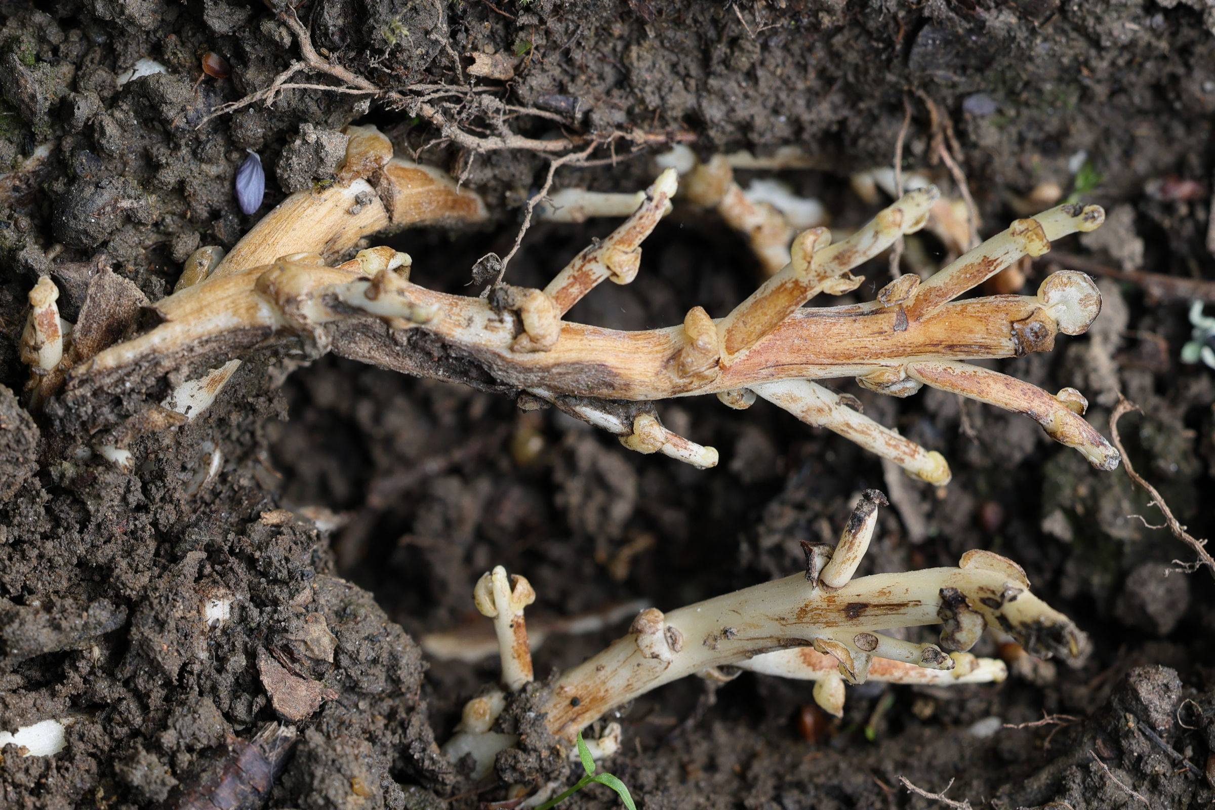 Afficher le média lathraea_clandestina4md lathraea_clandestina4md